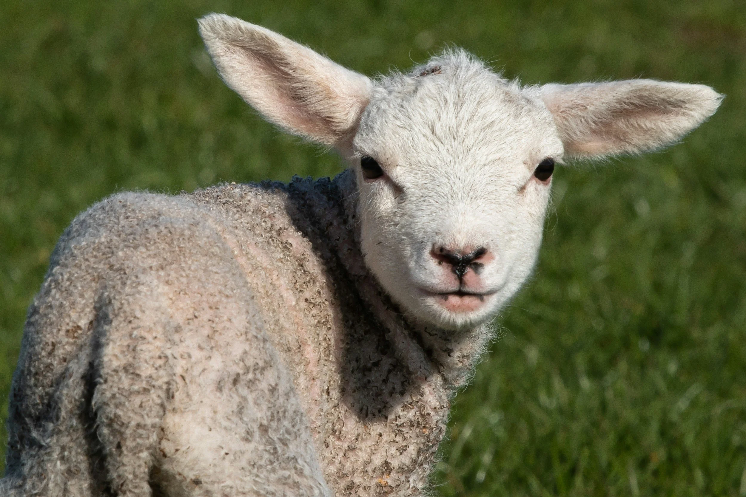 Close-up of a young lamb with a white face and curly wool, standing on green grass.