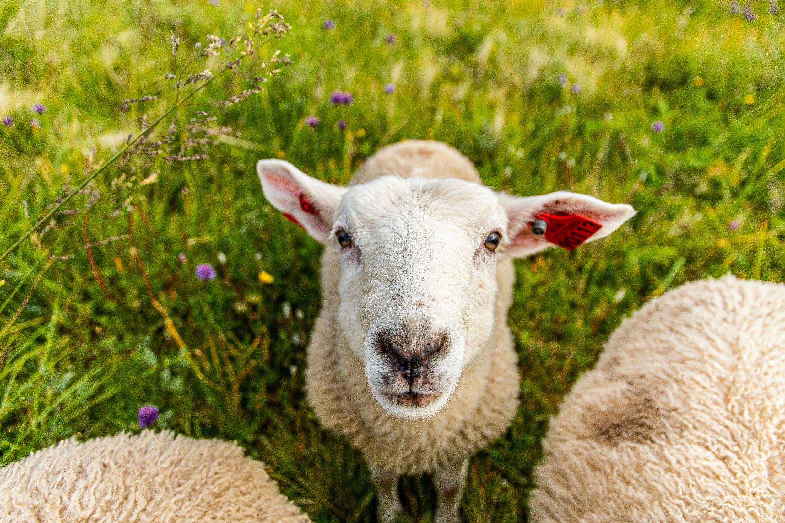 A young lamb with white curly wool and a red ear tag standing in a grassy field with small purple flowers.