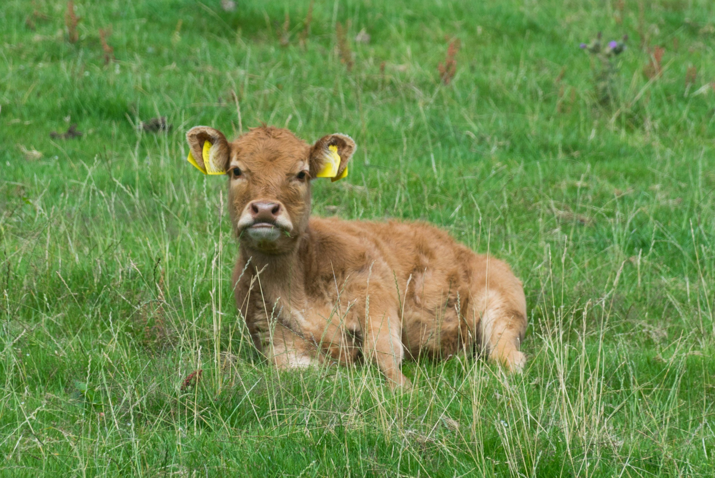 Young brown calf lying in green grass with blurred background.