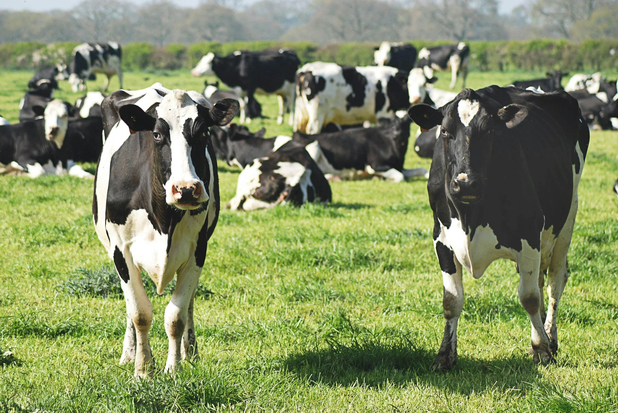 Black and white Holstein cows grazing and lying on green grass in a pasture with trees in the background on a sunny day.