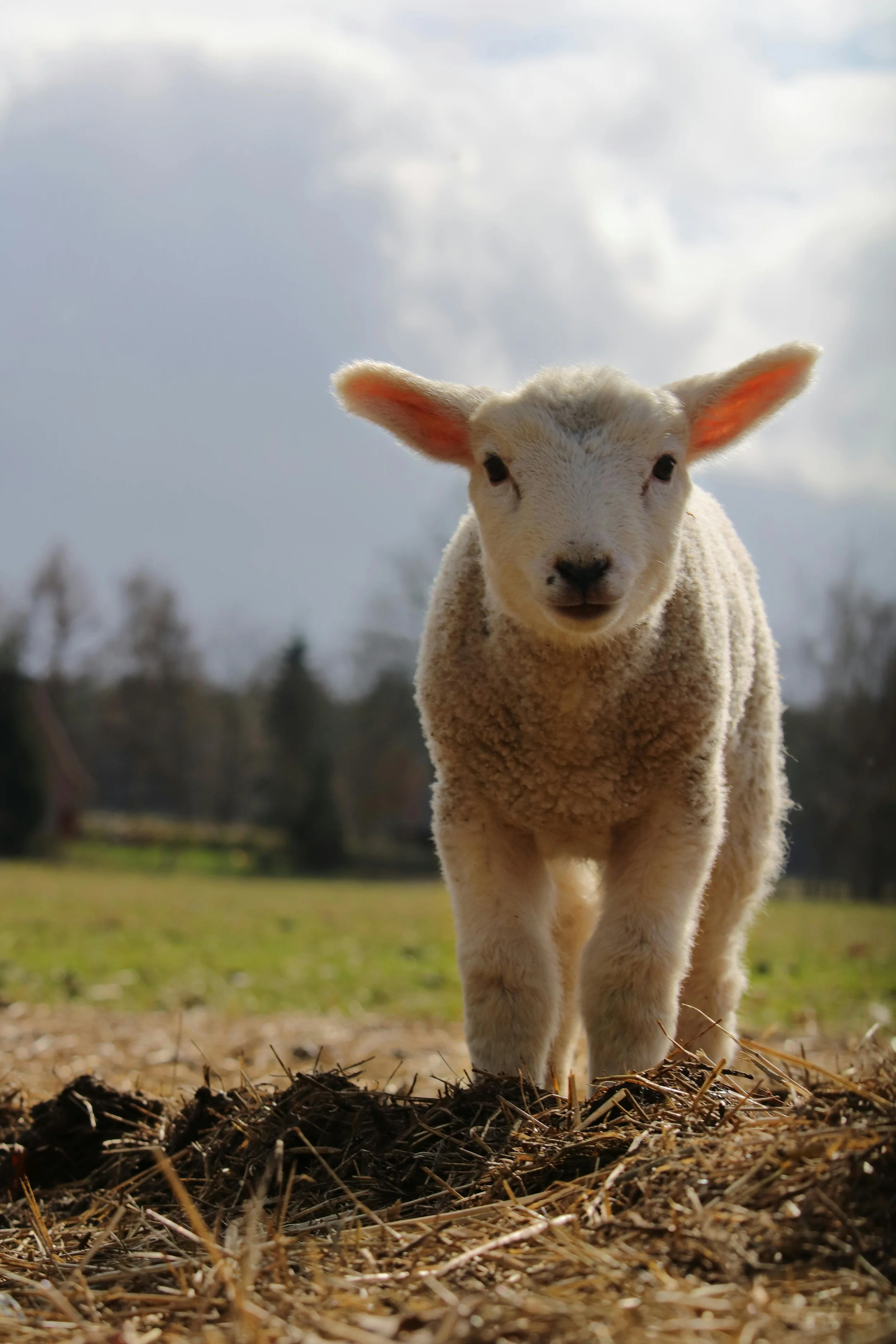 Preparing Livestock for Autumn: Why Mineral Nutrition Matters