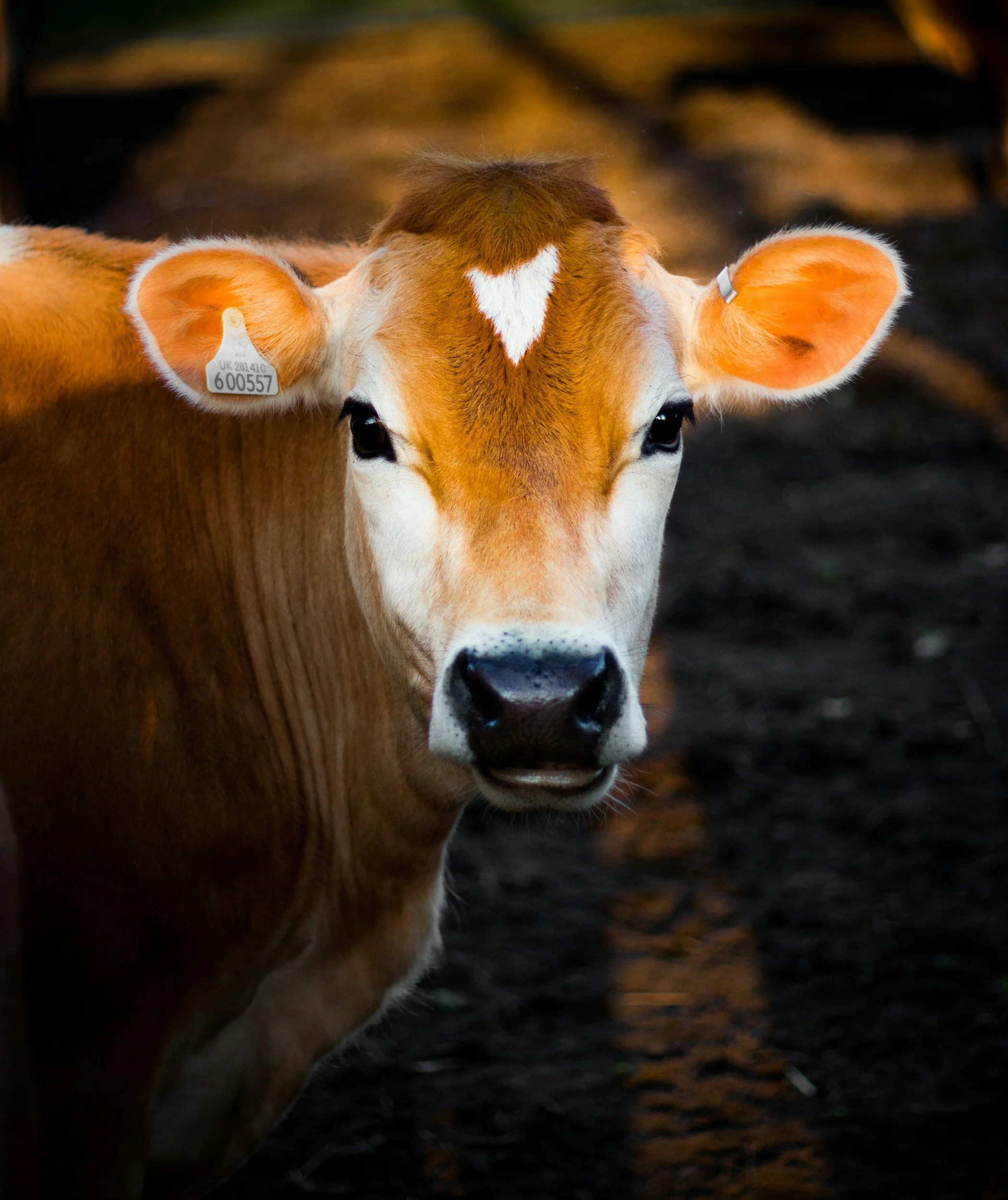 Close-up of a brown and white cow with a heart-shaped white marking on its forehead, standing outdoors during sunset or dusk.