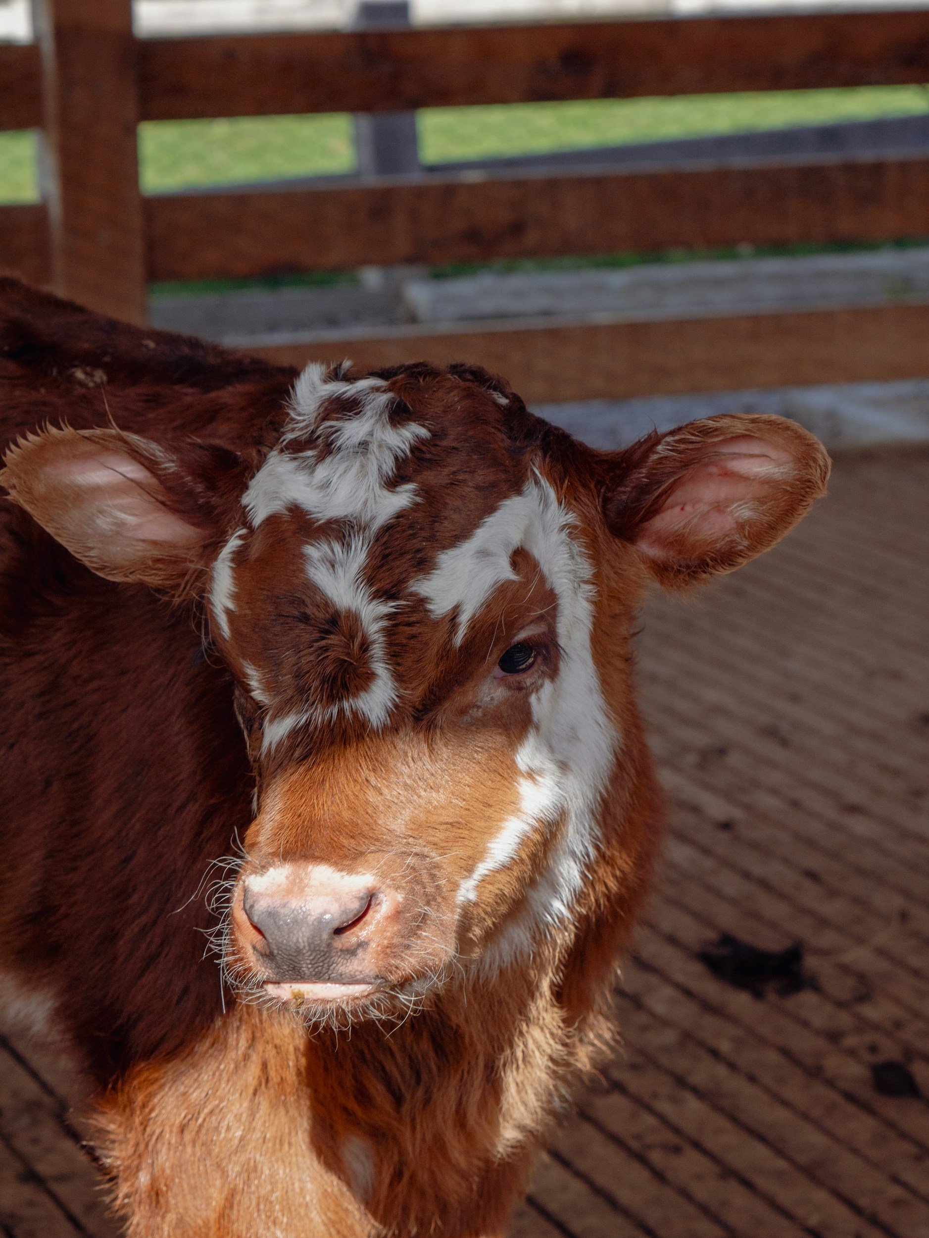 Close-up of a brown and white calf with a leather fence in the background.
