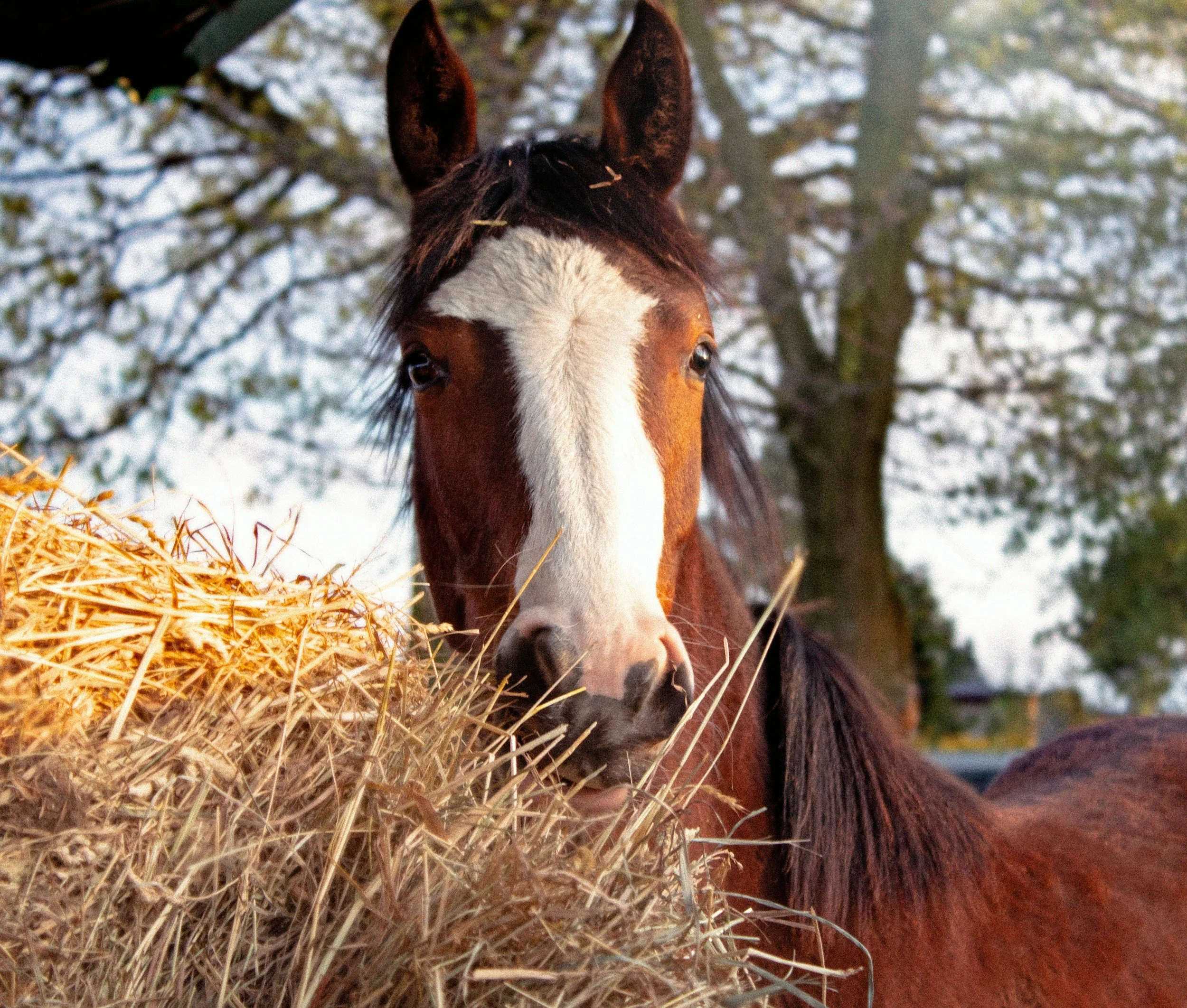 Close-up of a horse's face with a white stripe, eating hay in a winter outdoor setting with bare trees in the background.
