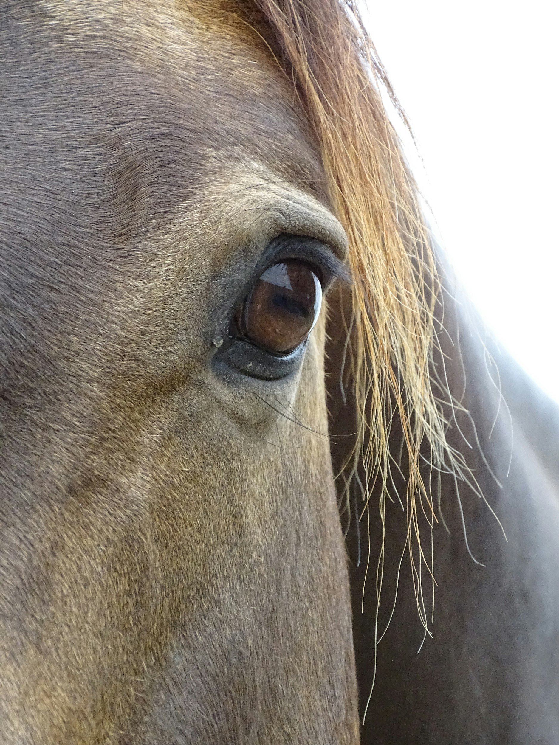 Close-up of a horse's face, showing its eye, eyelashes, and part of its mane.
