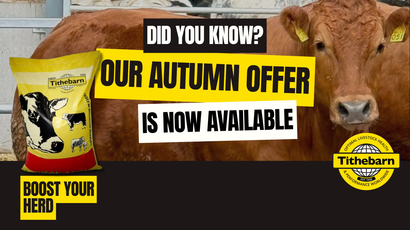 A reddish-brown cow standing in a cattle enclosure, facing forward, with a large yellow and red feed bag labeled 'Tithebarn' featuring a black and white cow illustration, and a circular logo for Tithebarn in the lower right corner, with bold text overlay promoting livestock feed products.