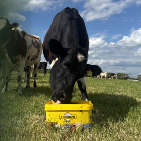 A black and white cow eating from a yellow Tithebarn feed tub in a green field with other cows and a partly cloudy sky.