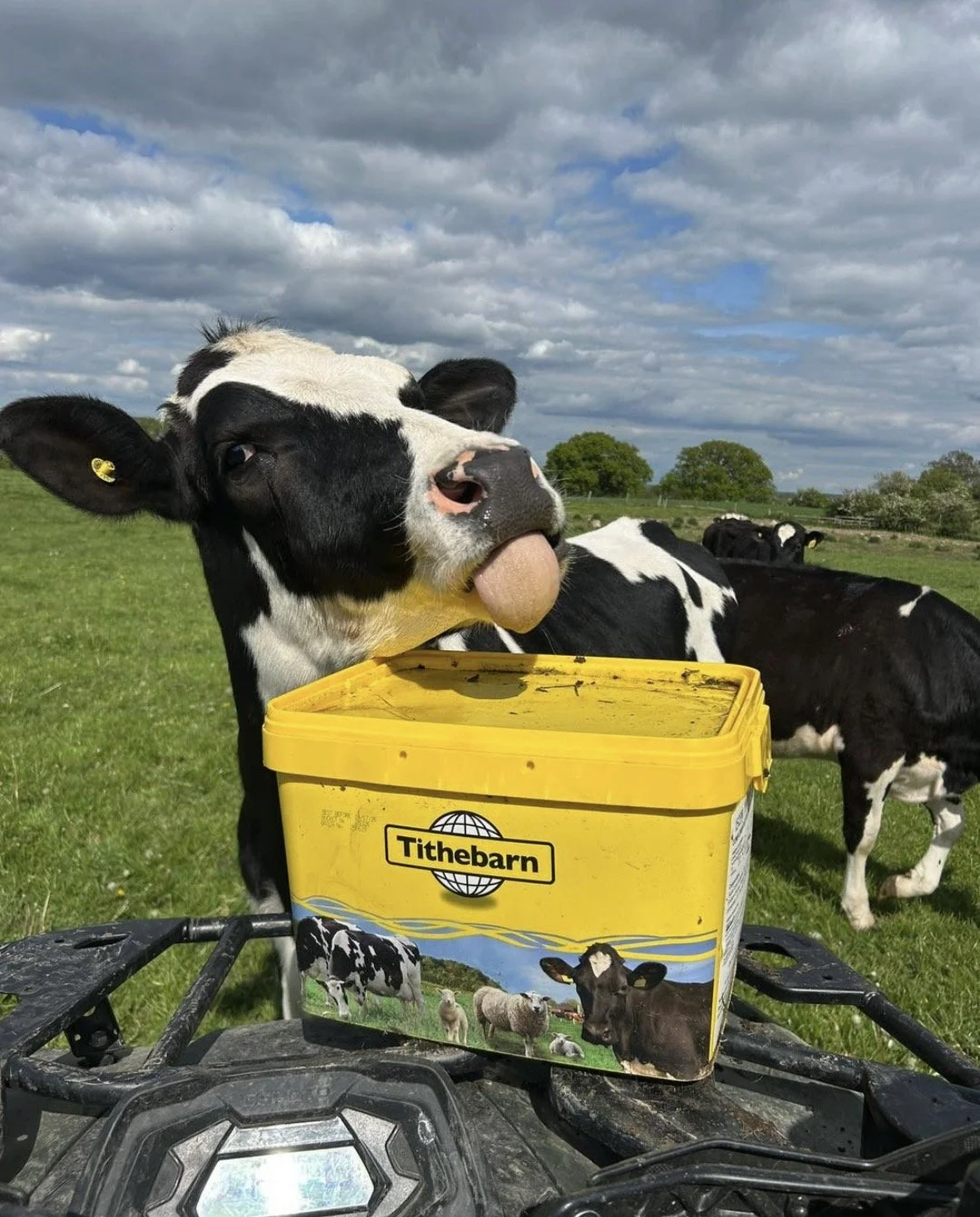 A young calf sticking out its tongue while standing on a yellow Tithebarn feed bucket on a farm. The field has other cows grazing in the background under a cloudy sky.