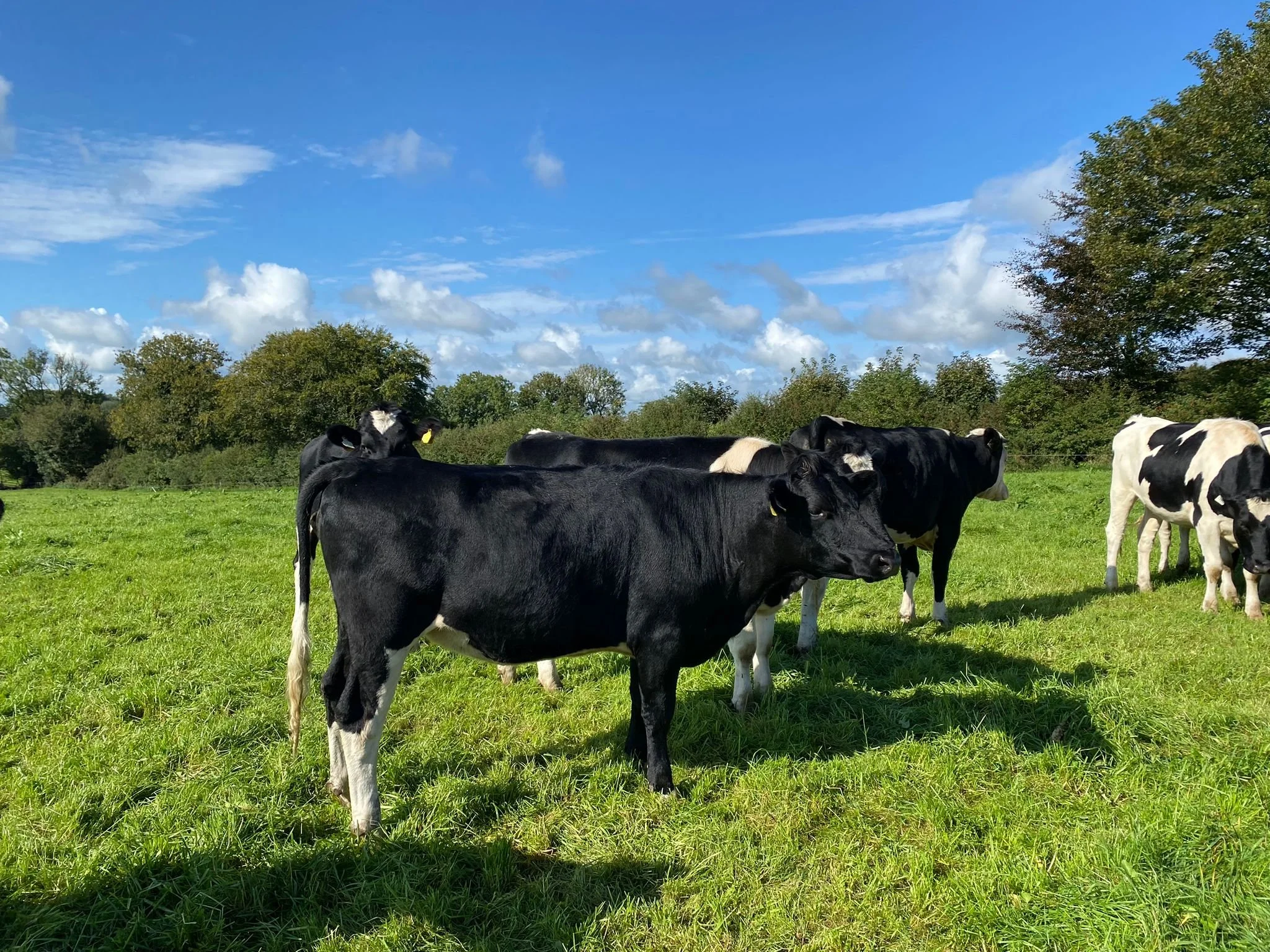 Black and white cows grazing in a grassy field under a blue sky with scattered clouds and trees in the background.