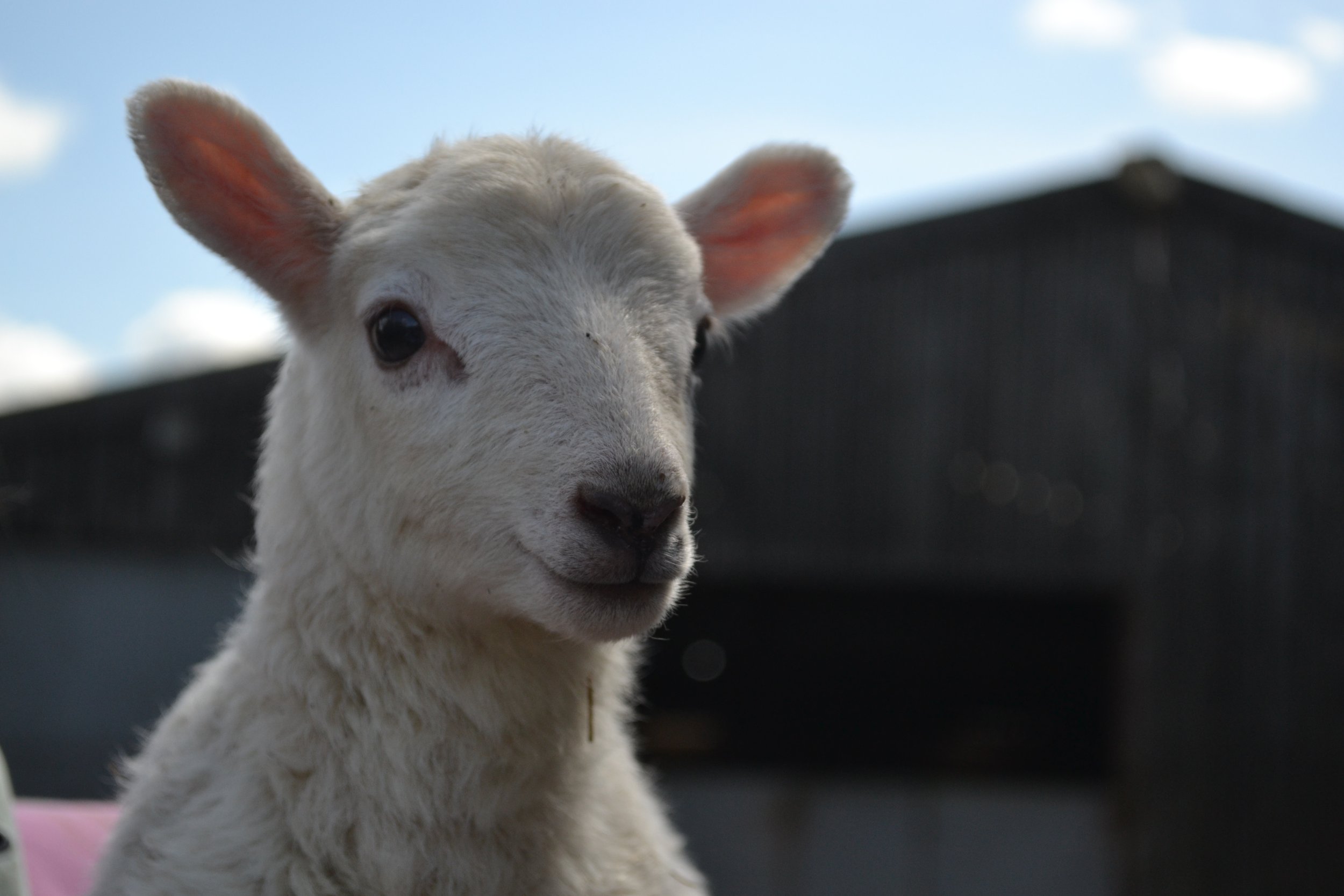 A young white lamb with large ears looking directly at the camera, set against a blue sky with some clouds.