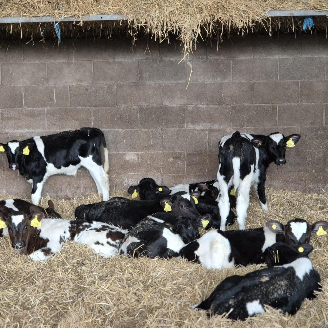 Group of young black and white calves resting on straw bedding inside a barn with a brick wall in the background.