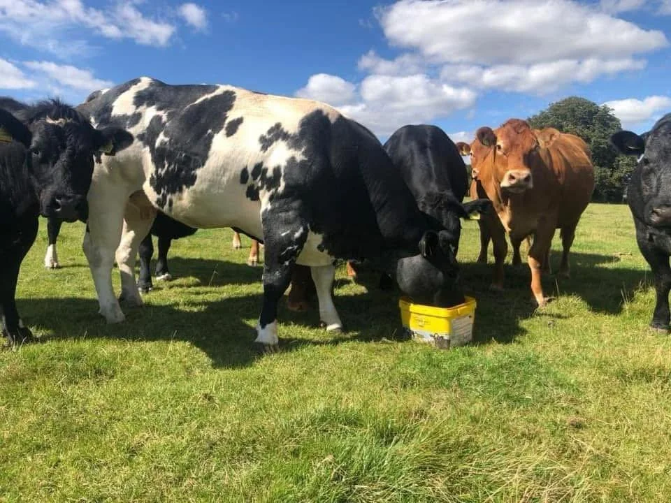 A group of cows grazing on a green pasture under a partly cloudy sky, with one cow drinking water from a yellow bucket.