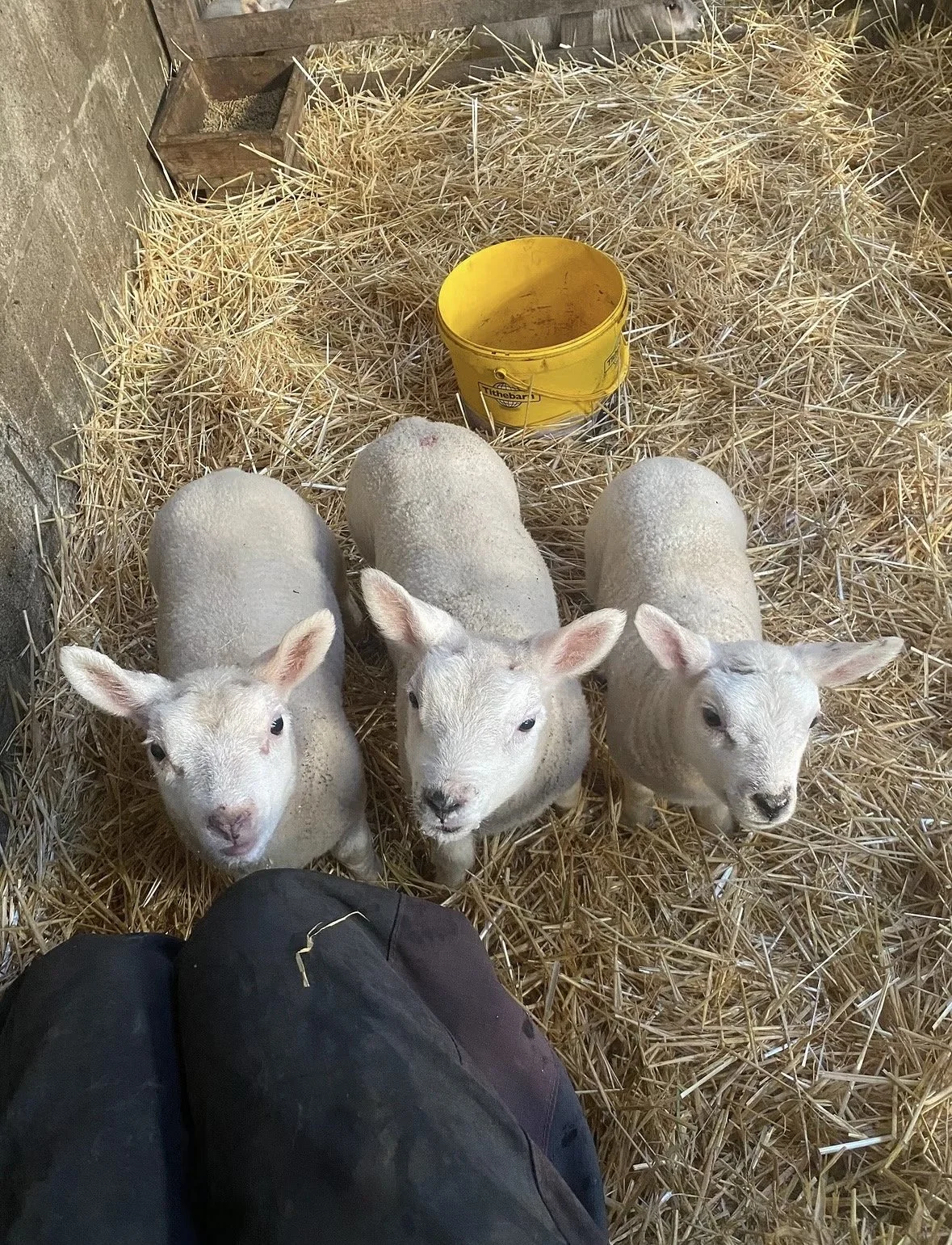 Three young lambs standing on straw inside a barn, with a yellow feed bucket behind them and a wooden hay feeder to the side.