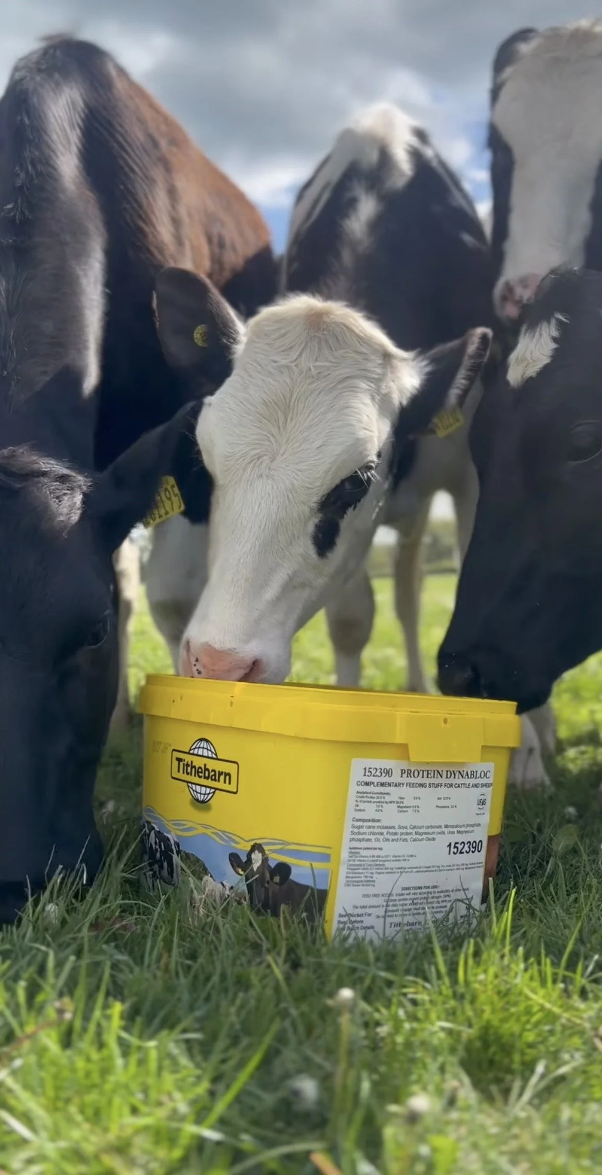 Several calves gather around a yellow feeding bucket outdoors on a grassy field, with a cloudy sky overhead.