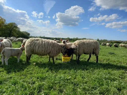 Sheep and lambs grazing in a green pasture under a partly cloudy sky.