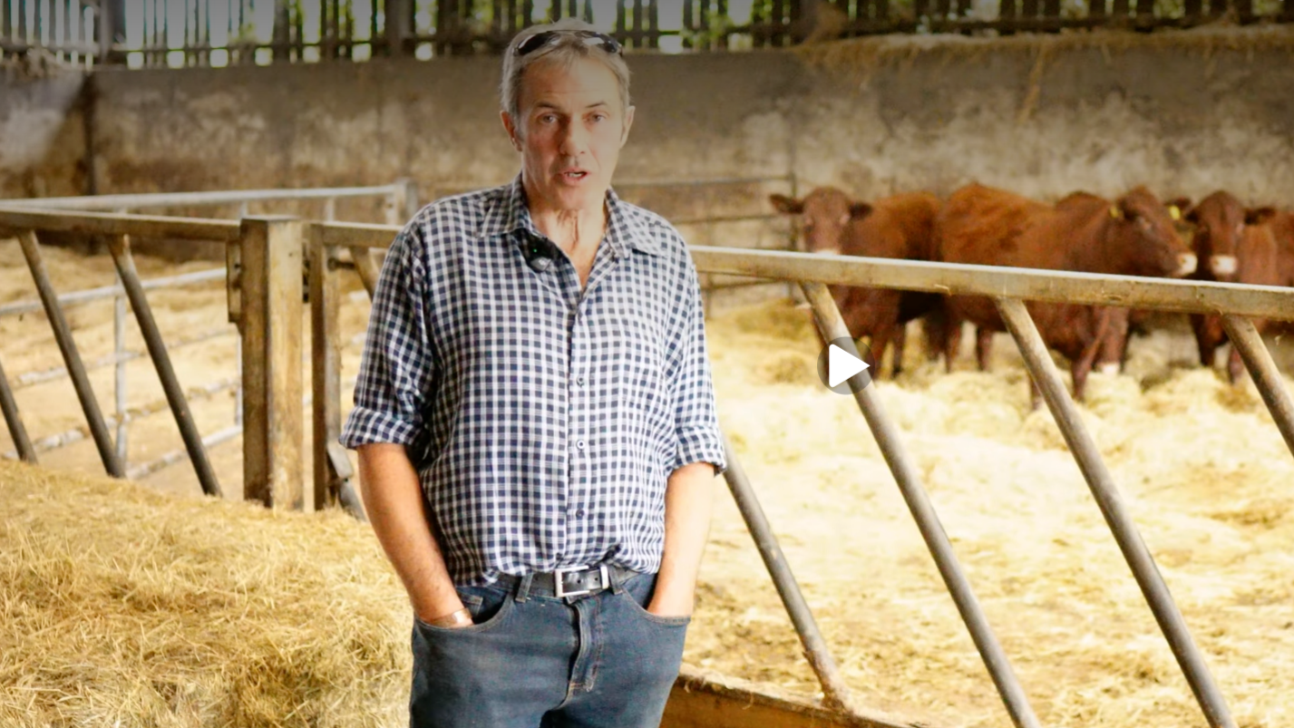 Kelvin Milton – Cattle