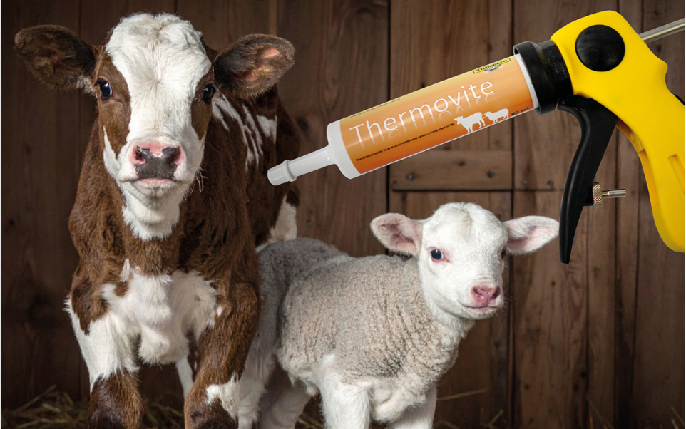 A calf and a lamb inside a barn, with a glue gun applying adhesive to a tube labeled 'Thermovite' near the animals.