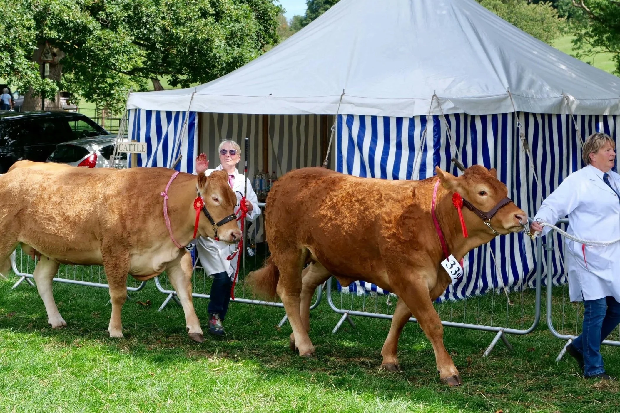 People walking cows at a livestock event with a blue and white striped tent in the background.
