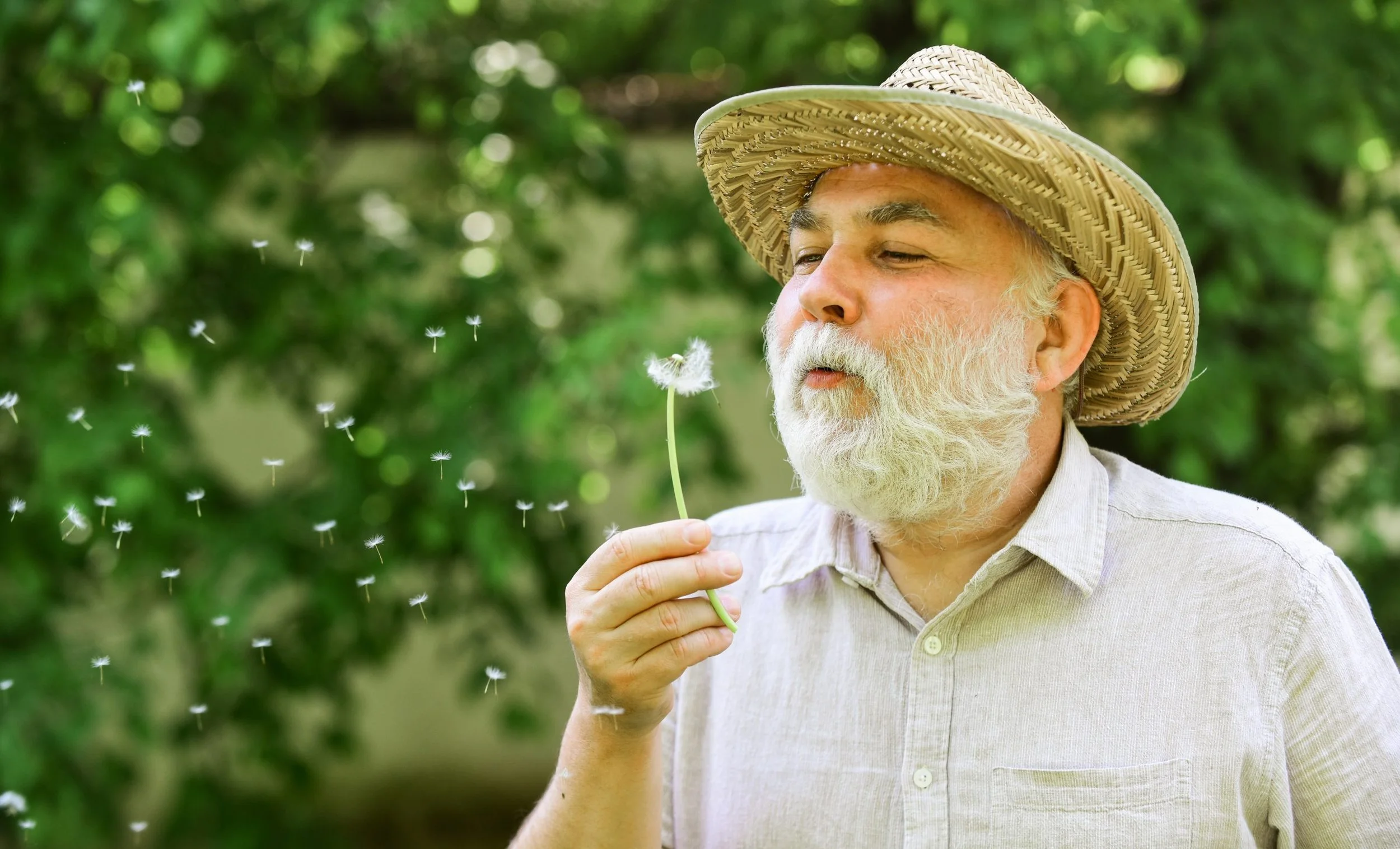 Dandelions: Weed, Soil Enhancer, Food, or Medicine?