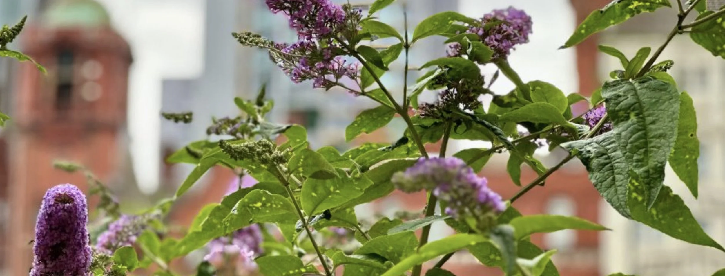Close-up of purple flowering plants with green leaves, with a blurred cityscape in the background.