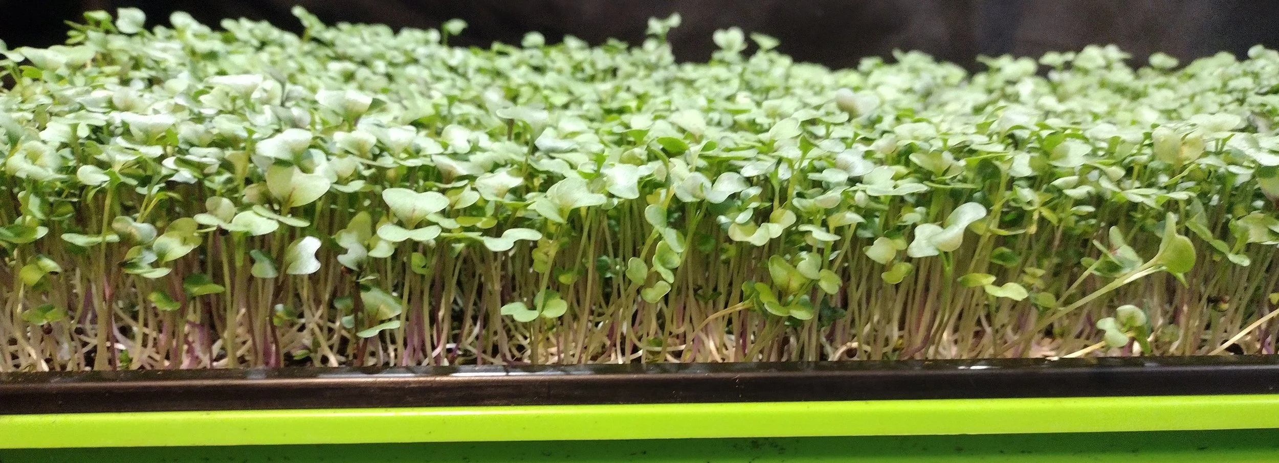 Spicy Salad Blend (Organic)