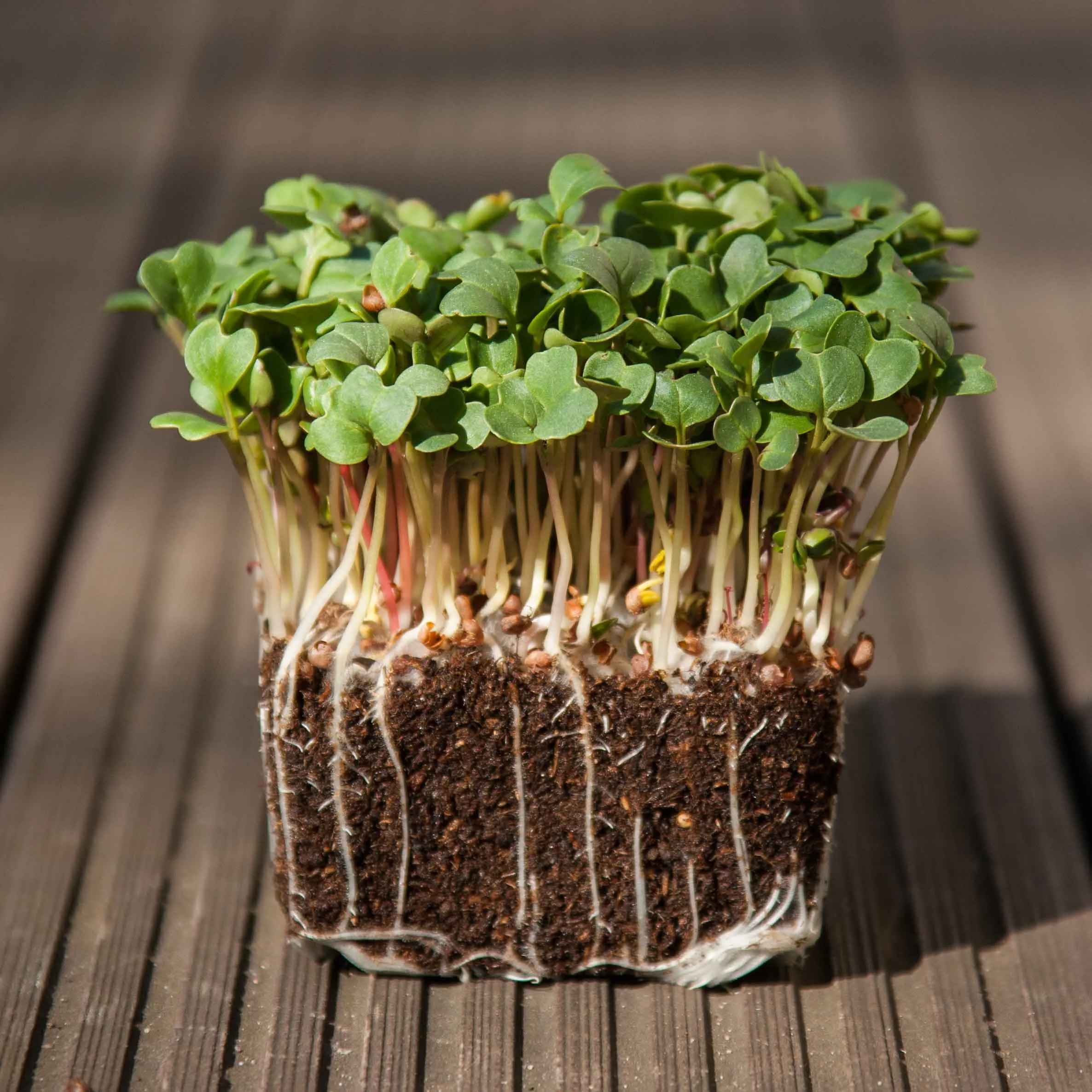 Radish
