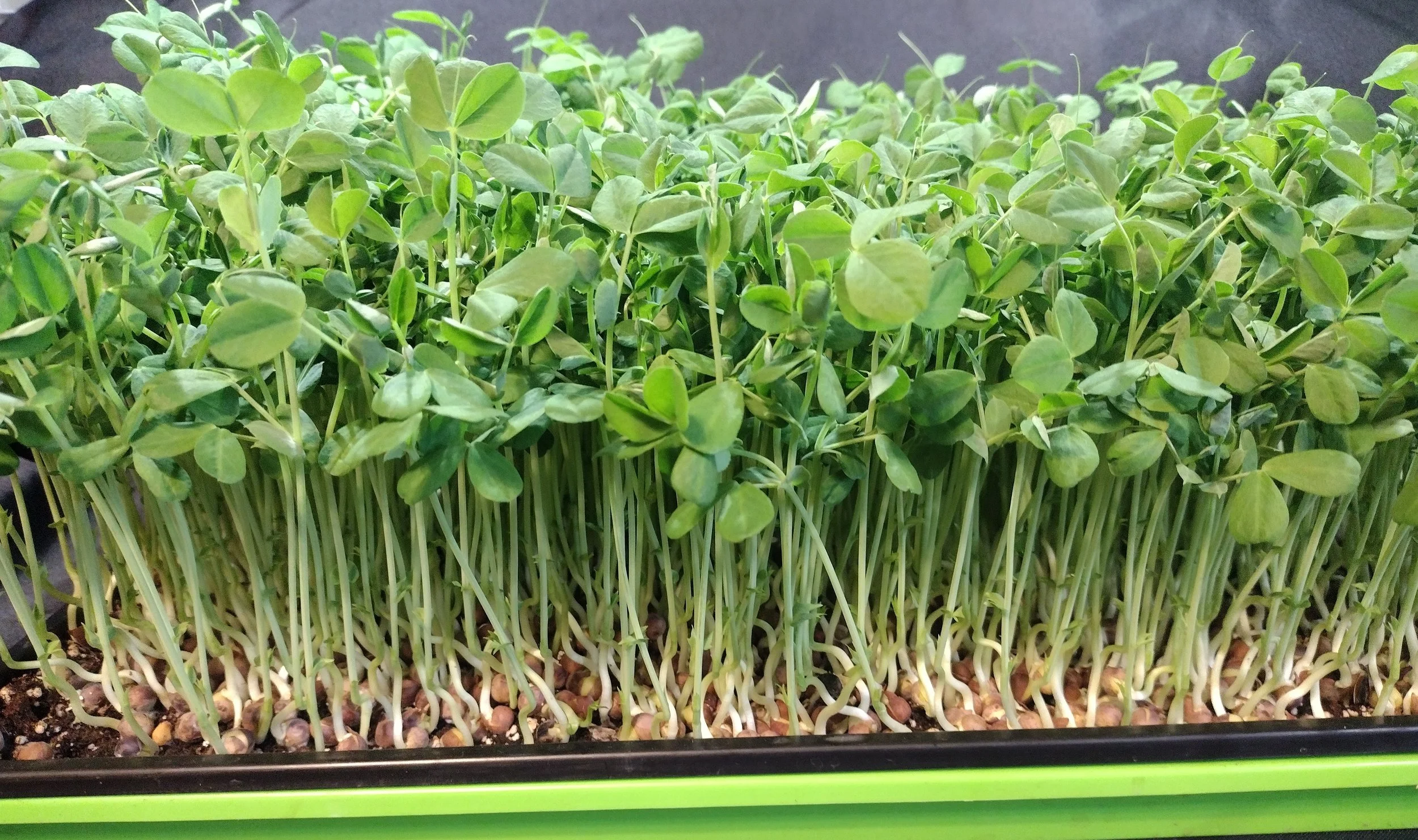 Speckled Peas (Organic)