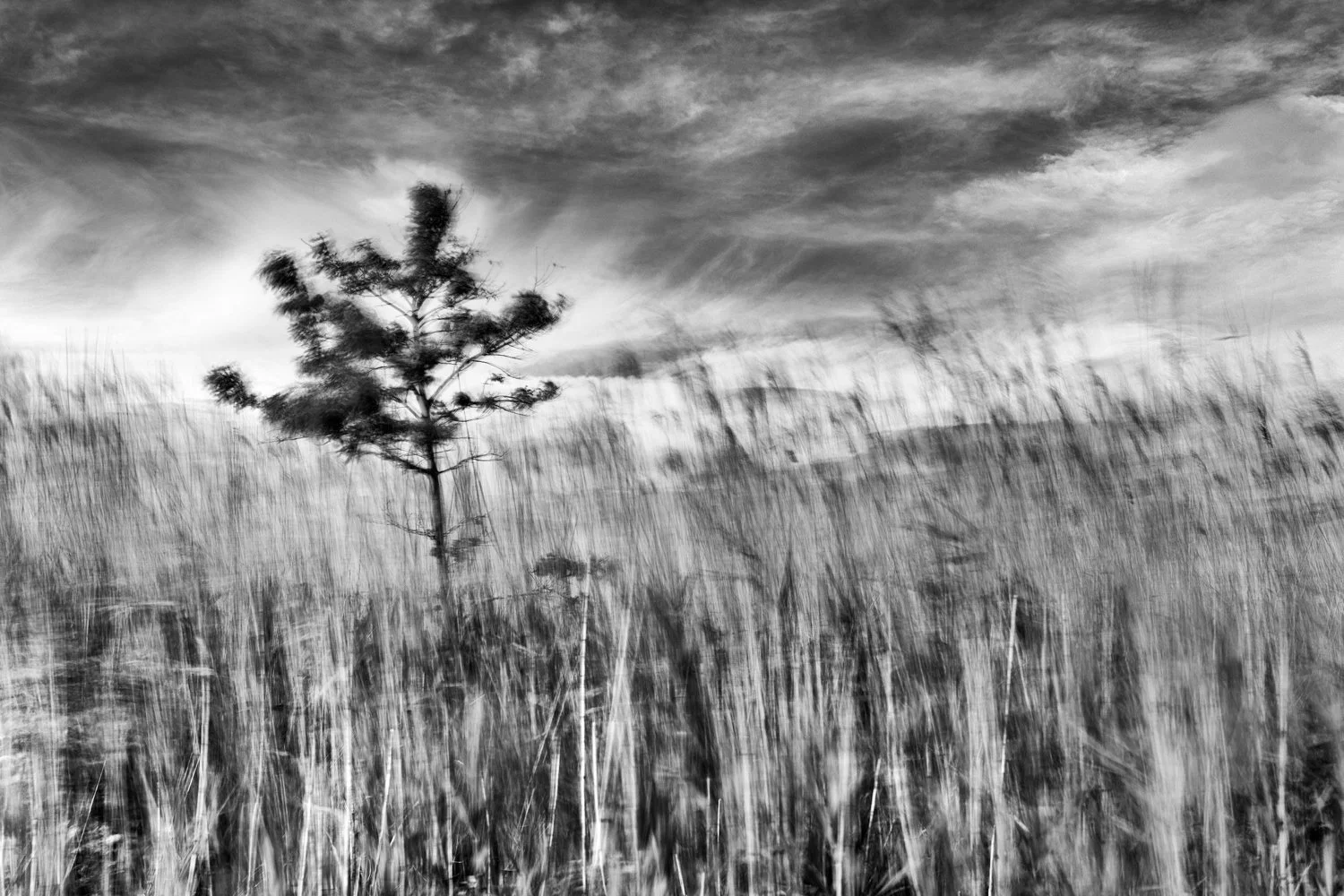 Grasses and a tree sway in a summer breeze along Whites Creek in Ocean View, Delaware, the scene partially suggested rather than fully revealed, inviting the viewer to feel the warmth and movement of the elements.