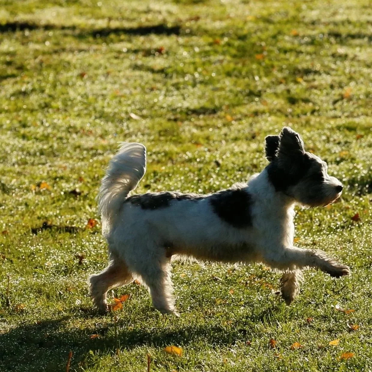 Hund läuft auf nassem, grünem Rasen im Sonnenlicht.