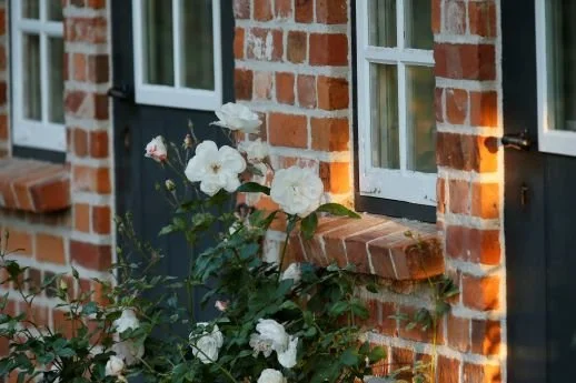 Weiße Rosen vor einem roten Backstein-Gebäude mit weißen Fenstern