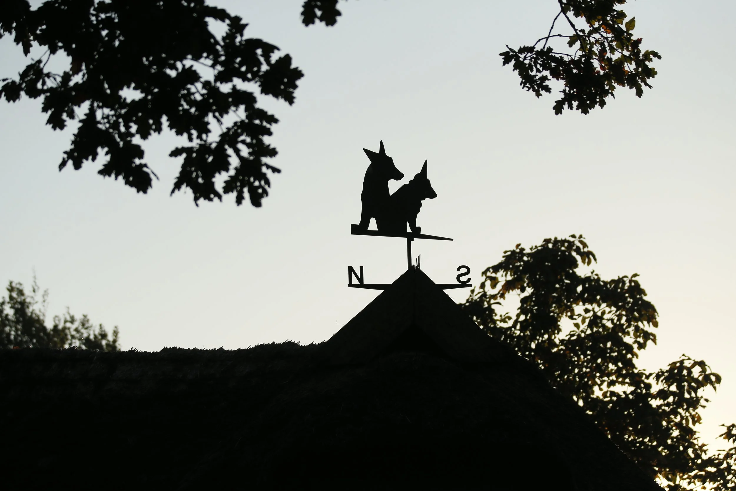 Silhouette einer Wetterfahne mit zwei Hunden auf dem Dach eines Gebäudes, umgeben von Baumzweigen bei Sonnenuntergang.