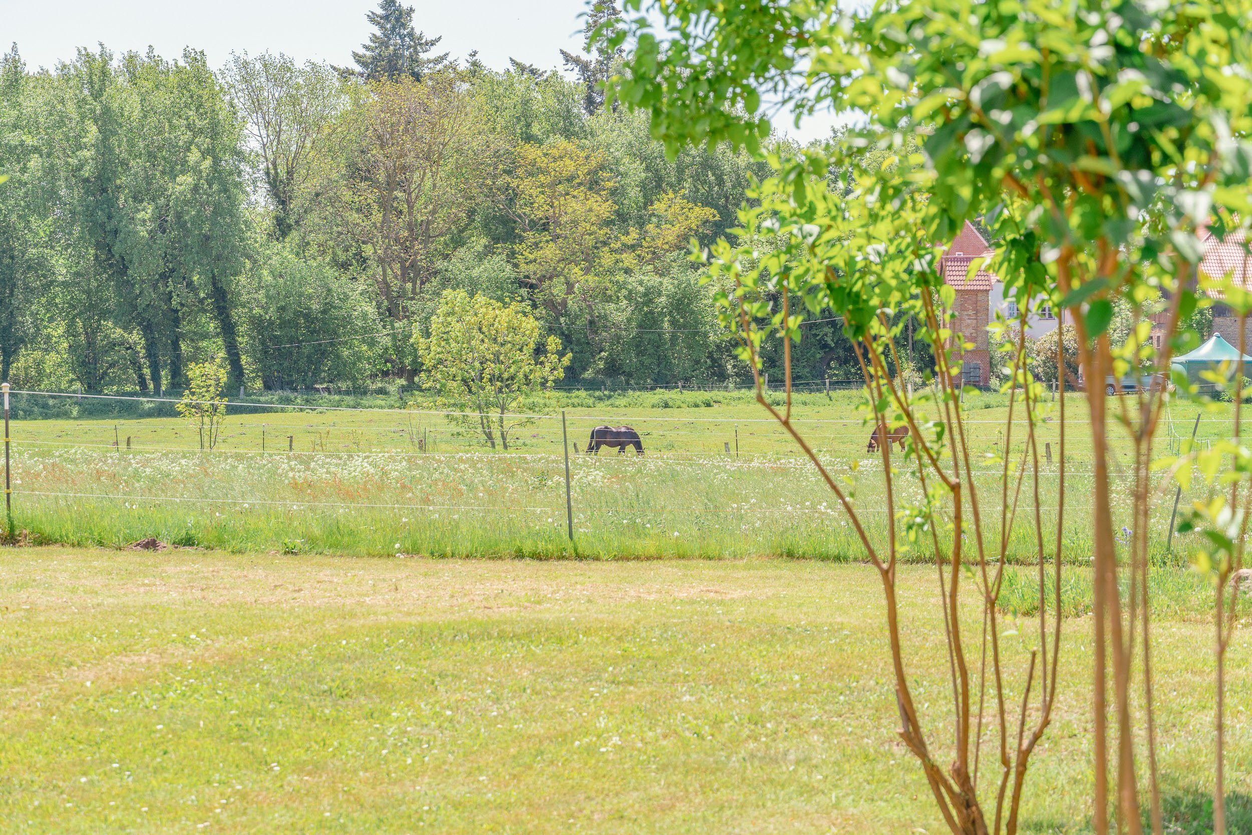 Grünes Feld mit Bäumen im Hintergrund und einem einzigen schwarzen Rind. Bäume im Vordergrund und an den Seiten, teilweise sichtbar.