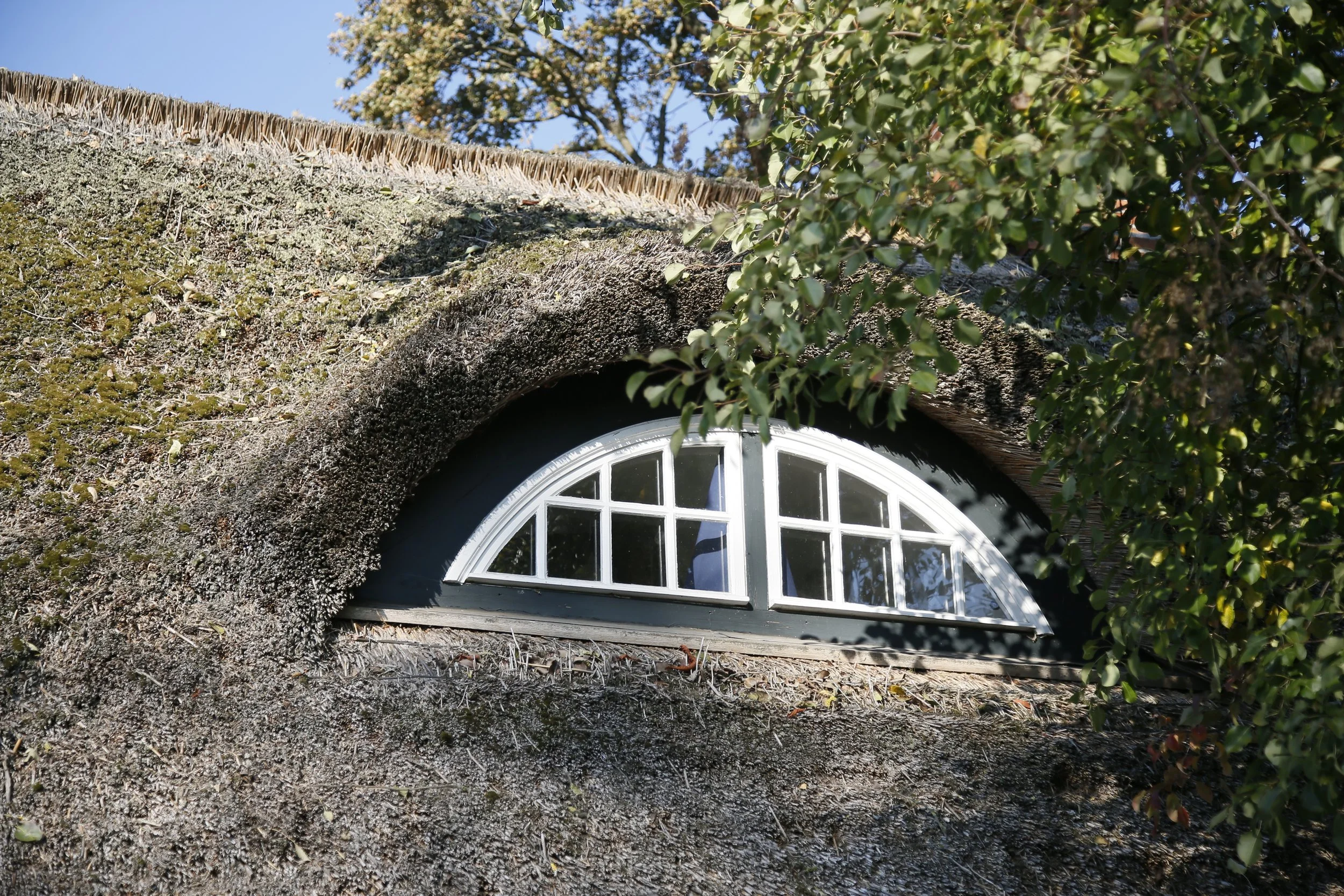 Ein Dach mit kniehohen Grashalmen und Moos. Ein halbrundes Fenster mit weißen Rahmen ist im Haus sichtbar, umgeben von einem Baum mit grünen Blättern.
