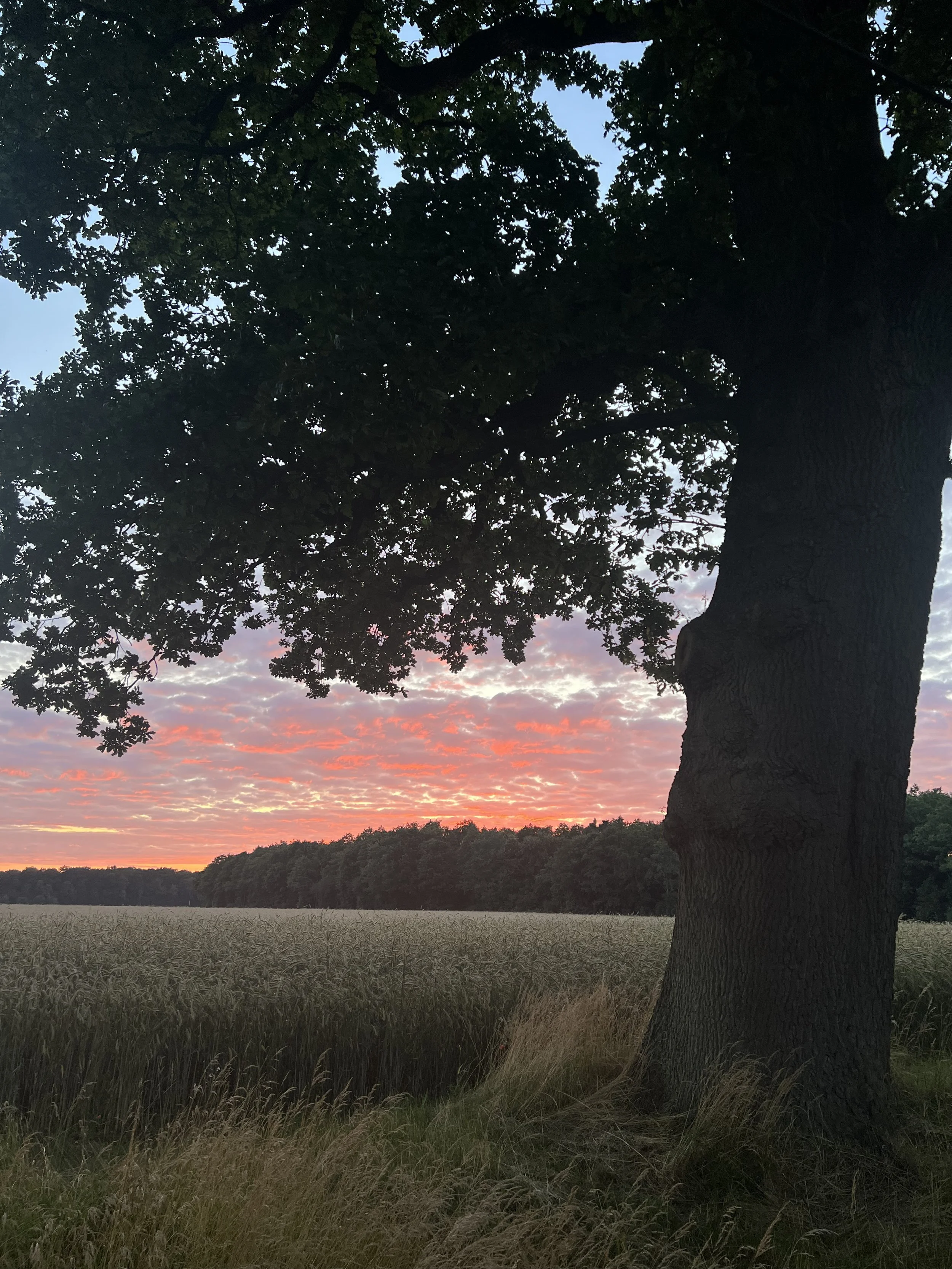Ein Baum im Vordergrund mit einem Sonnenuntergang im Himmel und einem Feld im Hintergrund.