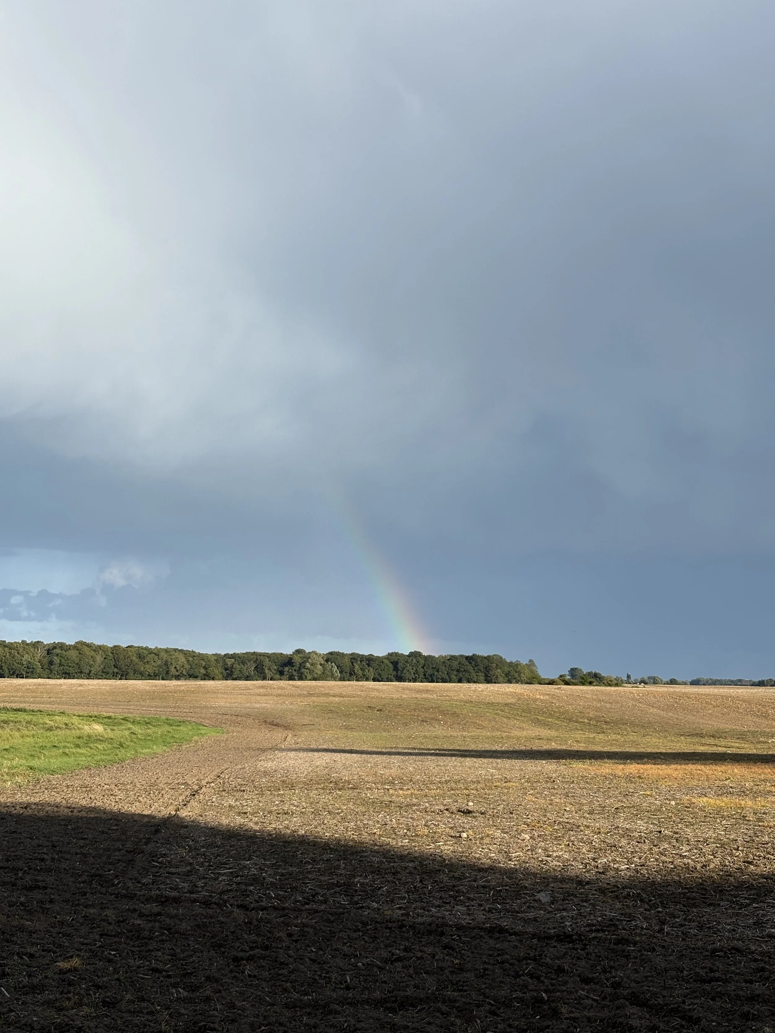Ein weites Feld mit dunkler Erde im Vordergrund, grüne Bäume im Hintergrund und ein grauer Himmel mit einem Regenbogen.