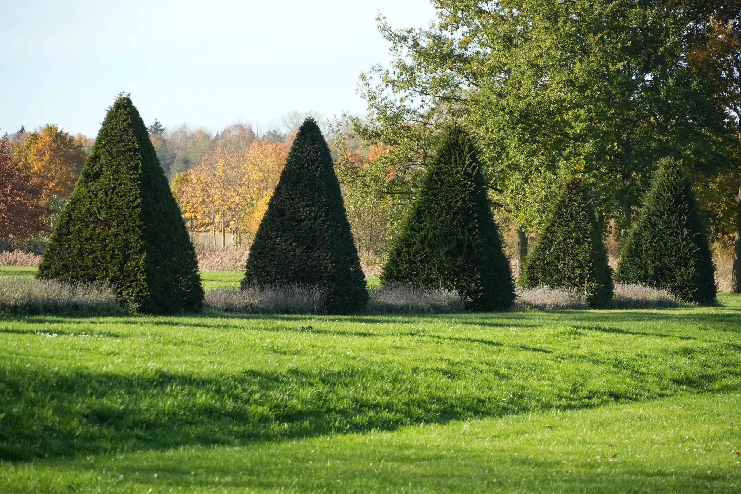 Grüner Rasen im Park mit vier großen, spitzen, immergrünen Bäumen im Vordergrund und bunten Herbstbäumen im Hintergrund bei sonnigem Himmel.