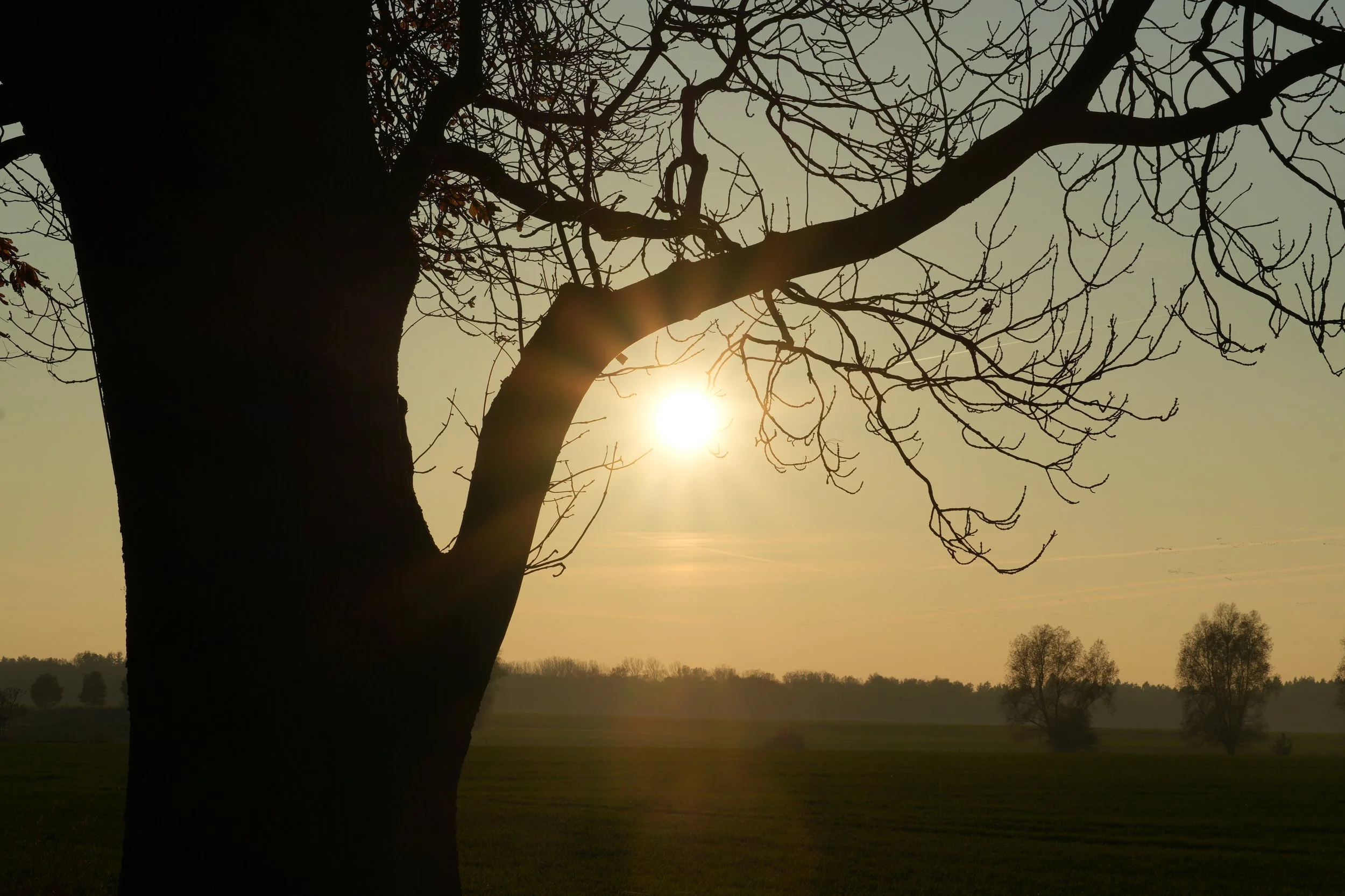 Ein Baum ohne Blätter im Sonnenuntergang, mit Sonnenstrahlen, die durch die Zweige scheinen, in einer offenen Landschaft.