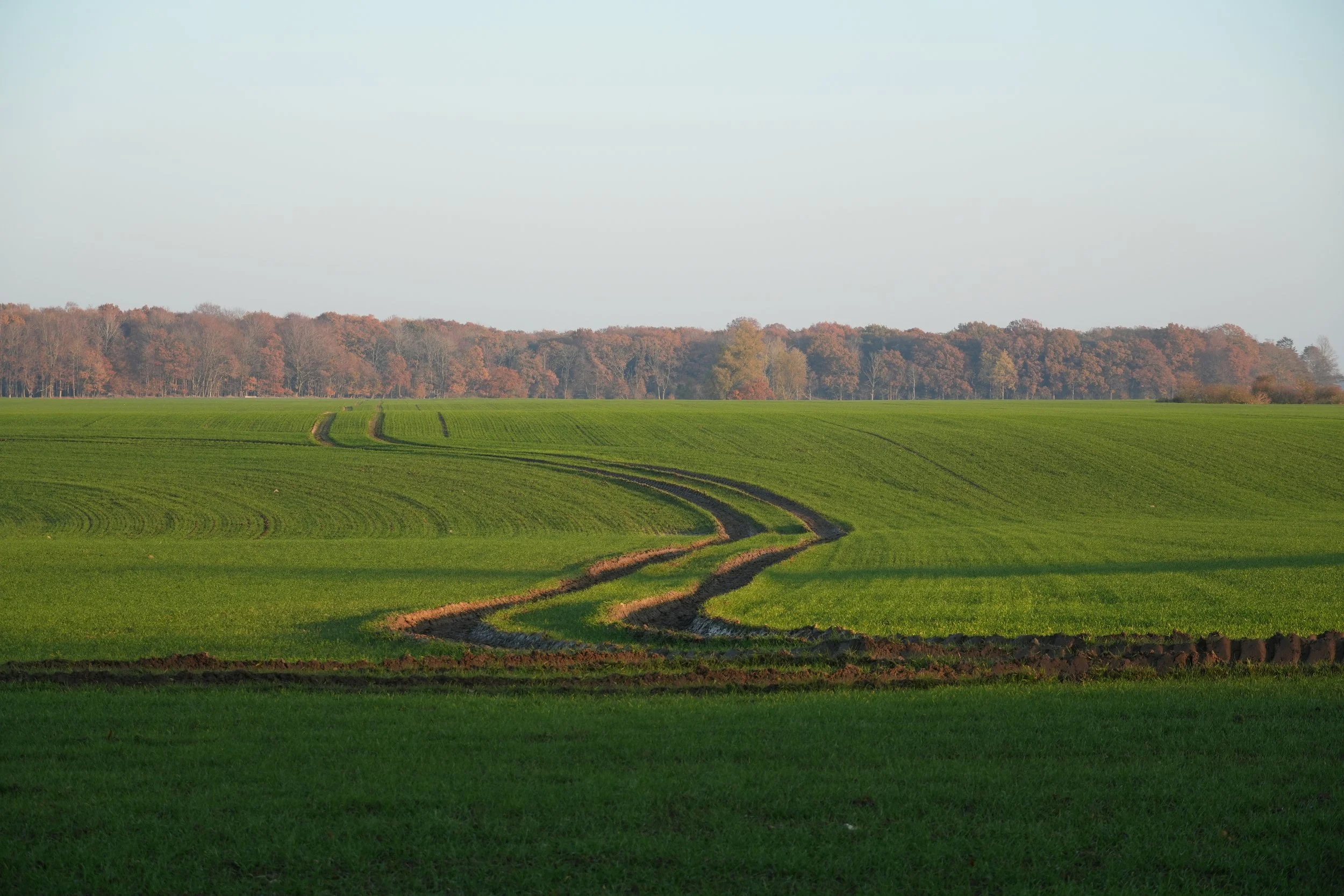 Ein grünes landwirtschaftliches Feld mit Abdrücken von Traktorreifen, im Hintergrund ein Baumhügel mit Herbstlaub. 