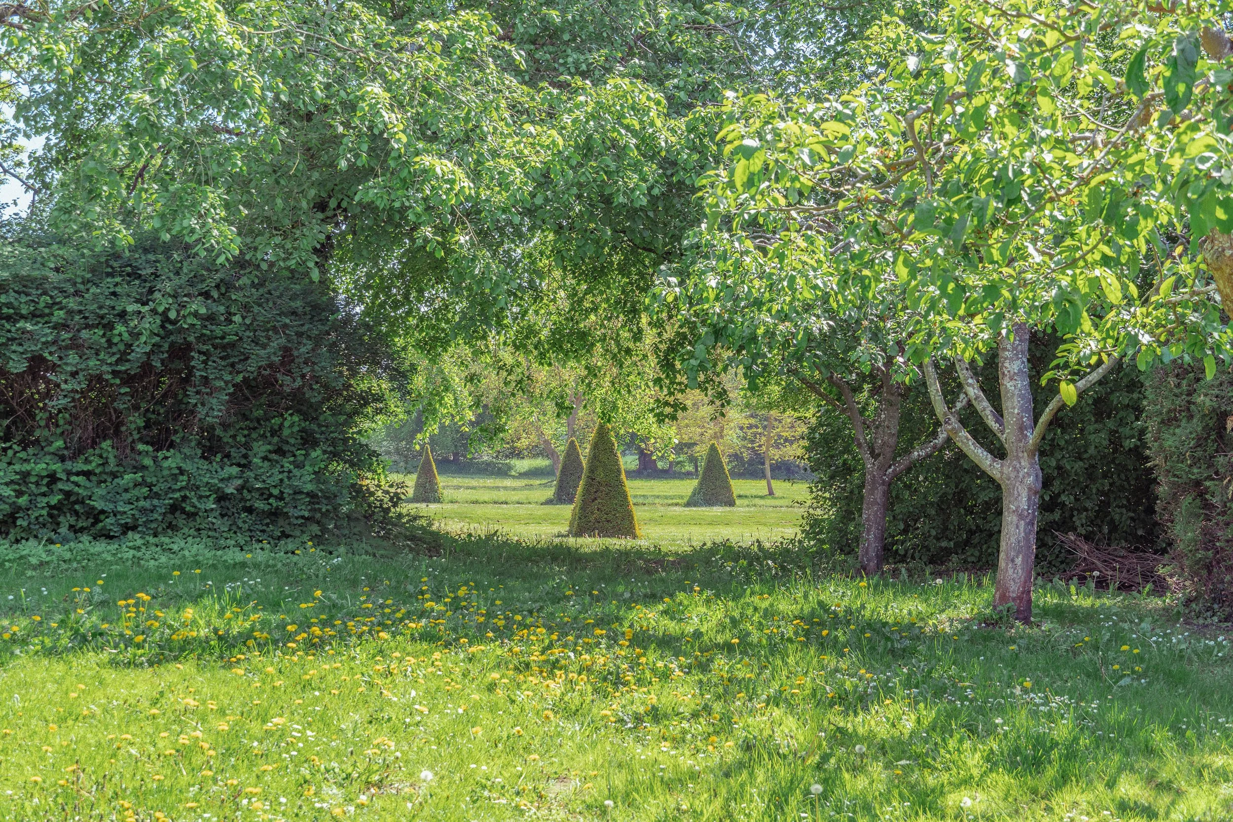 A green park with trees, some arching green grasses, and small yellow flowers.