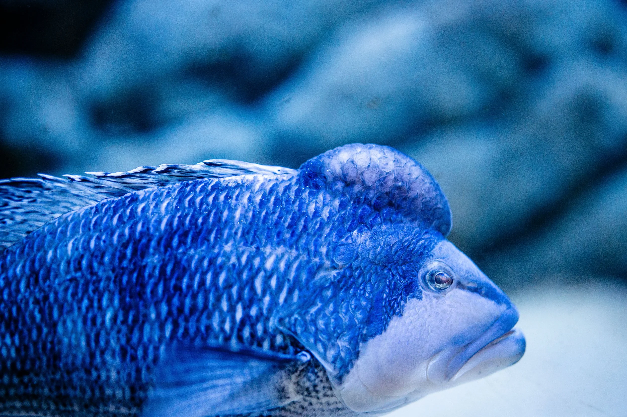 MaineStateAquarium071925-3.jpg