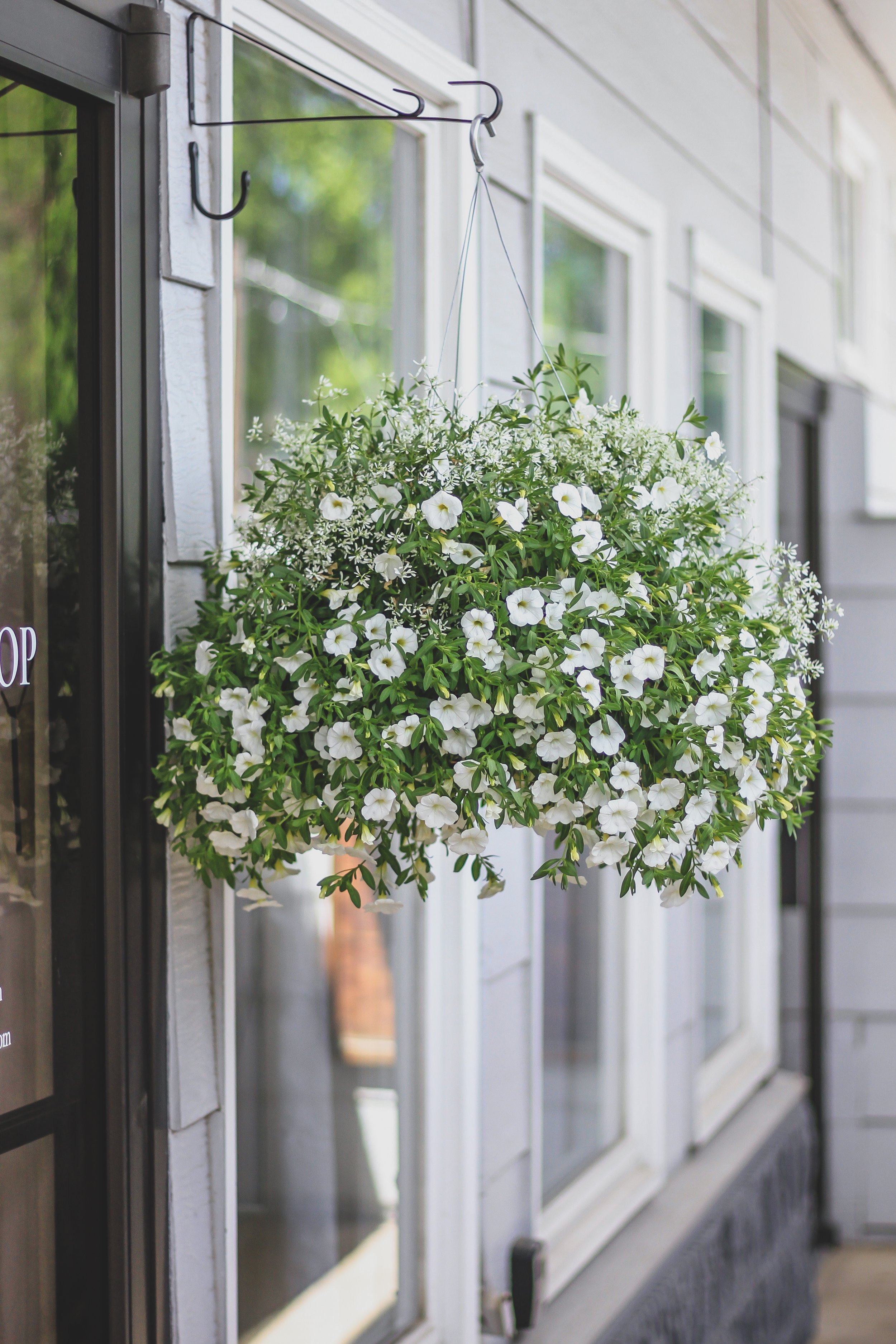 A hanging basket filled with white flowers and small green leaves hanging outside near a window on a white house wall.