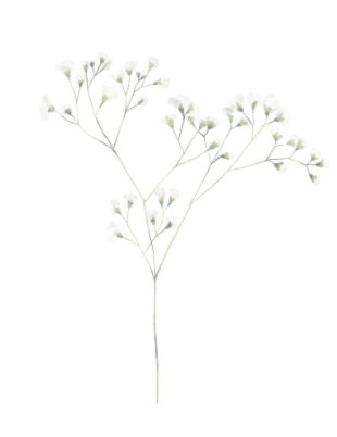 A delicate, dried white baby's breath flower with multiple small blossoms on thin, branching stems.