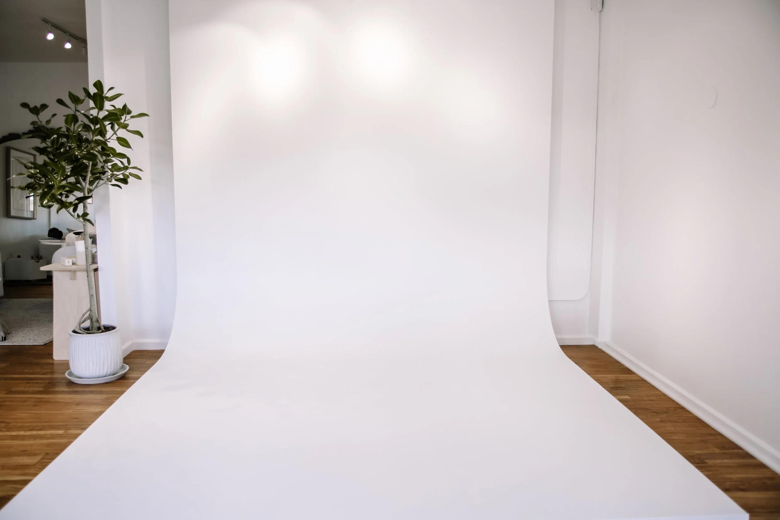A photography studio with a white seamless backdrop and a green potted plant on the left side, with part of a room visible through a mirror on the wall.
