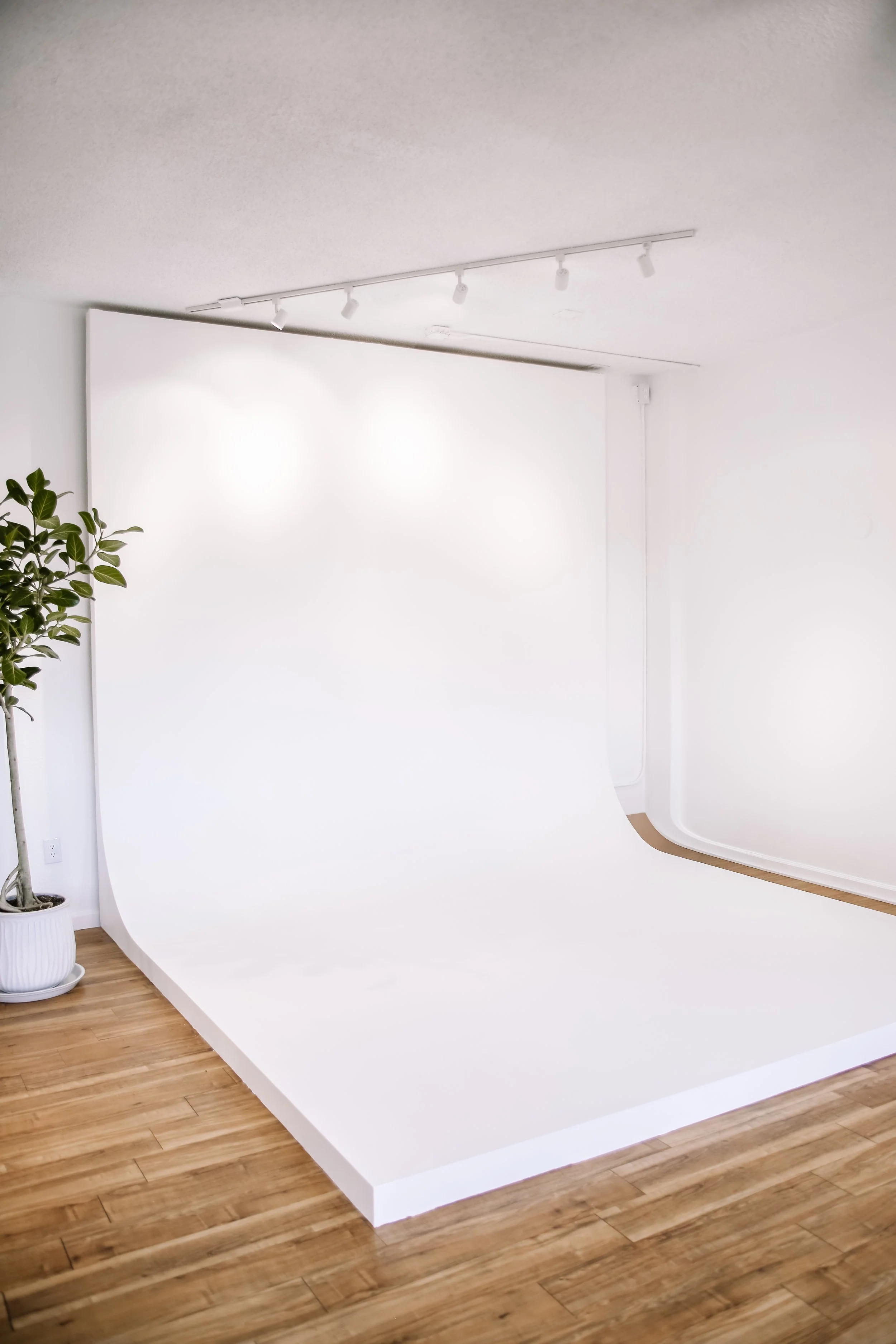 A photography studio with a white seamless backdrop, wooden floor, and a potted plant on the left side.