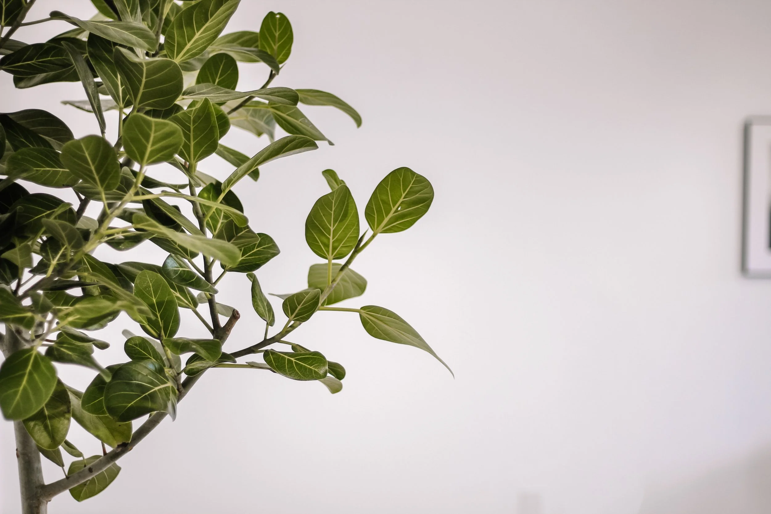 Close-up of a potted green houseplant with oval leaves against a plain white background.