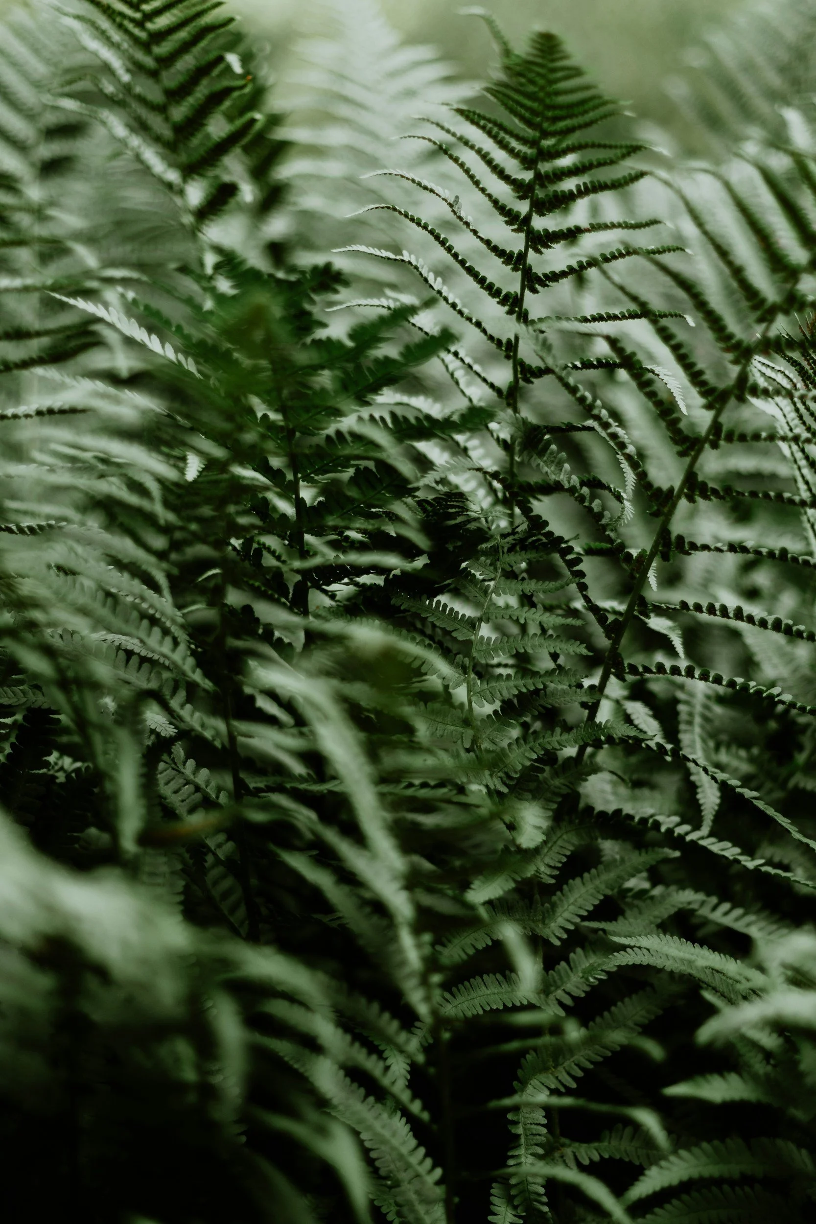 Close-up of green fern leaves with detailed fronds and a blurred background.