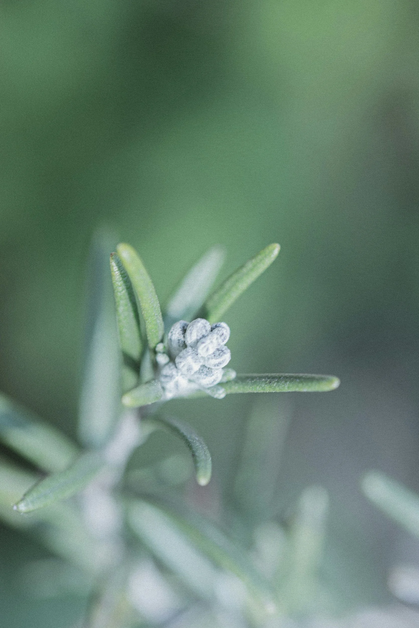 Close-up of fresh rosemary sprig with small buds and narrow green leaves.