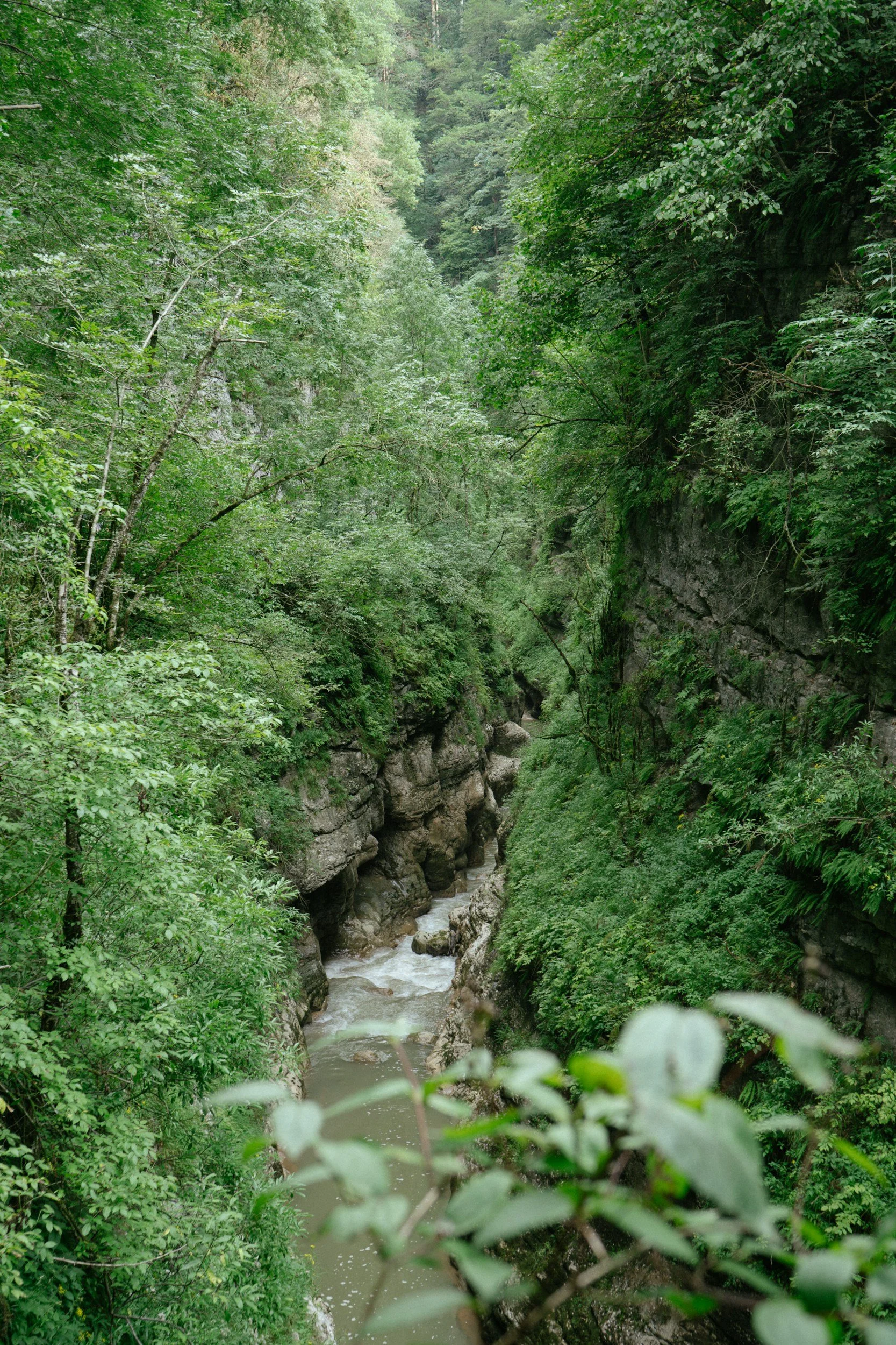 A lush green canyon with a narrow river flowing through rocky walls surrounded by dense forest.