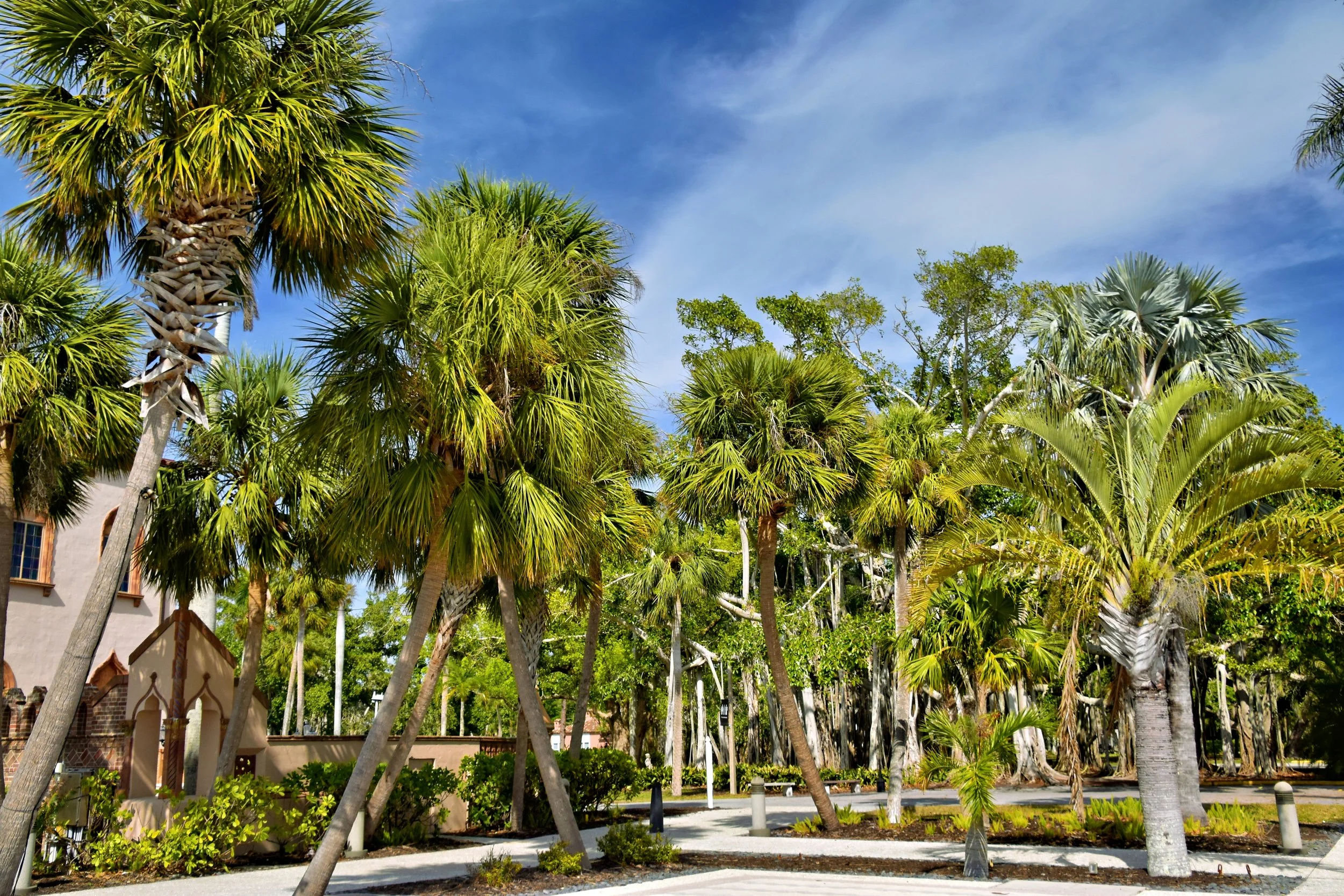 Tall palm trees in a sunny urban park, with a paved walkway and some low bushes, against a blue sky with a few clouds.