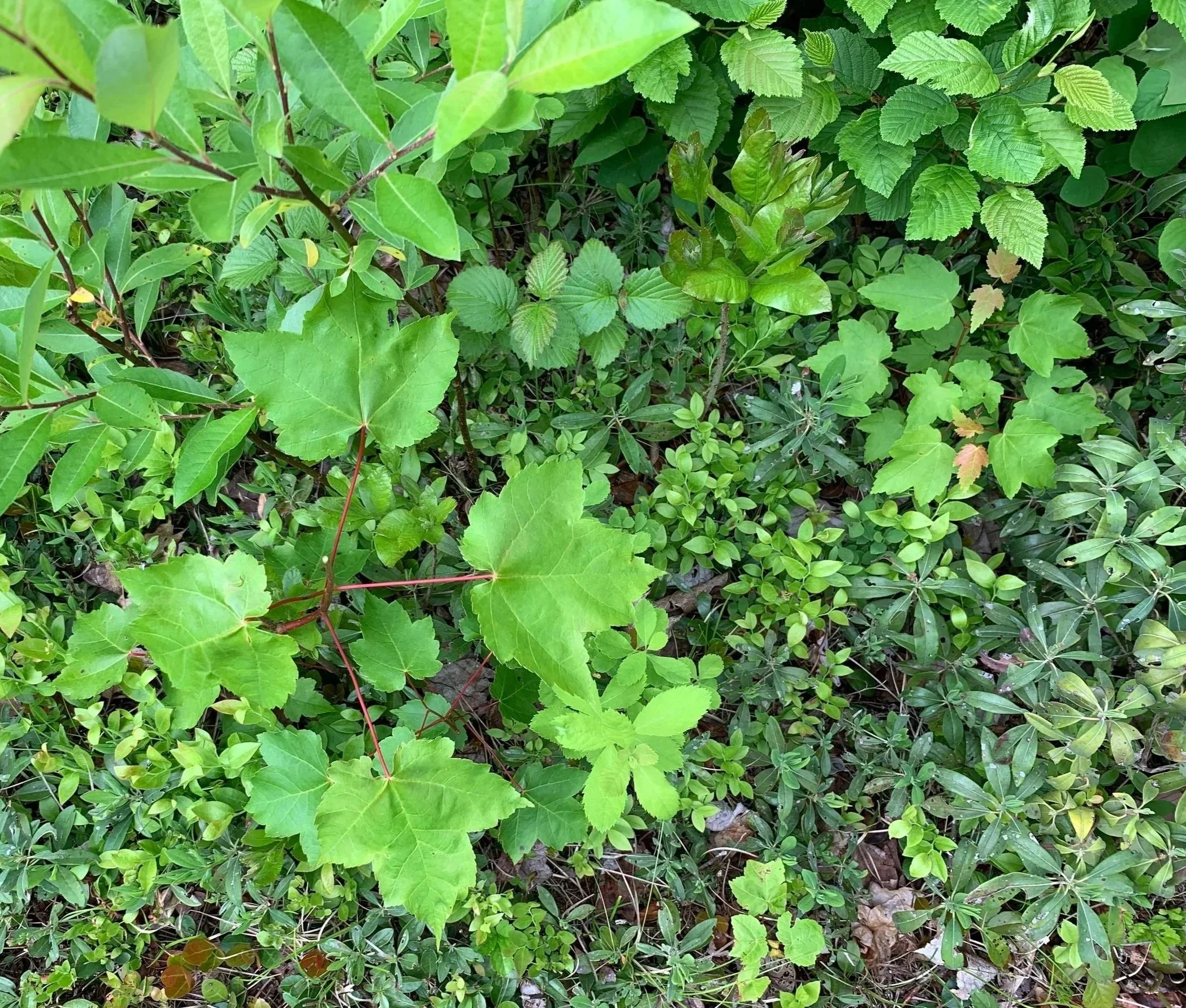 Biodiversity and regeneration in a wild Maine landscape.